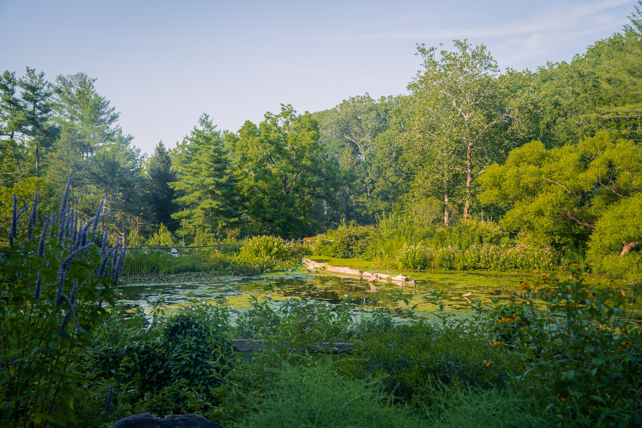 2025-08-03_Jenkins_Arboretum - foto 5