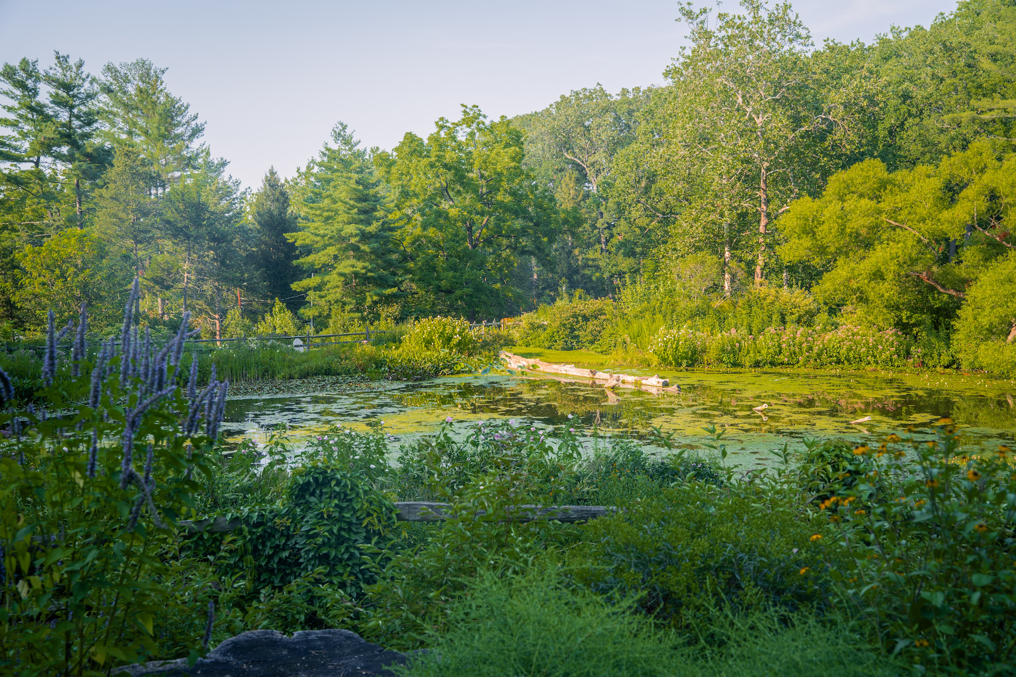 2025-08-03_Jenkins_Arboretum - foto 6