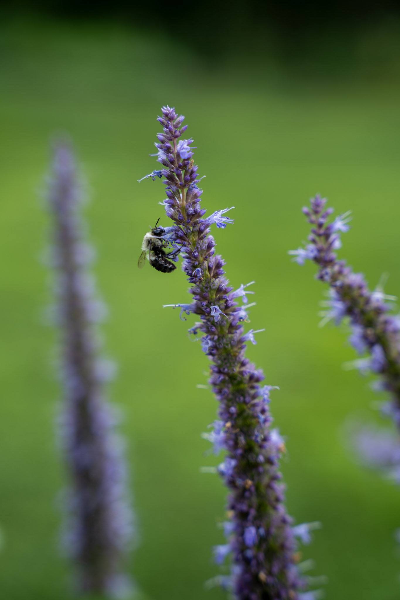 2025-08-03_Jenkins_Arboretum - foto 8