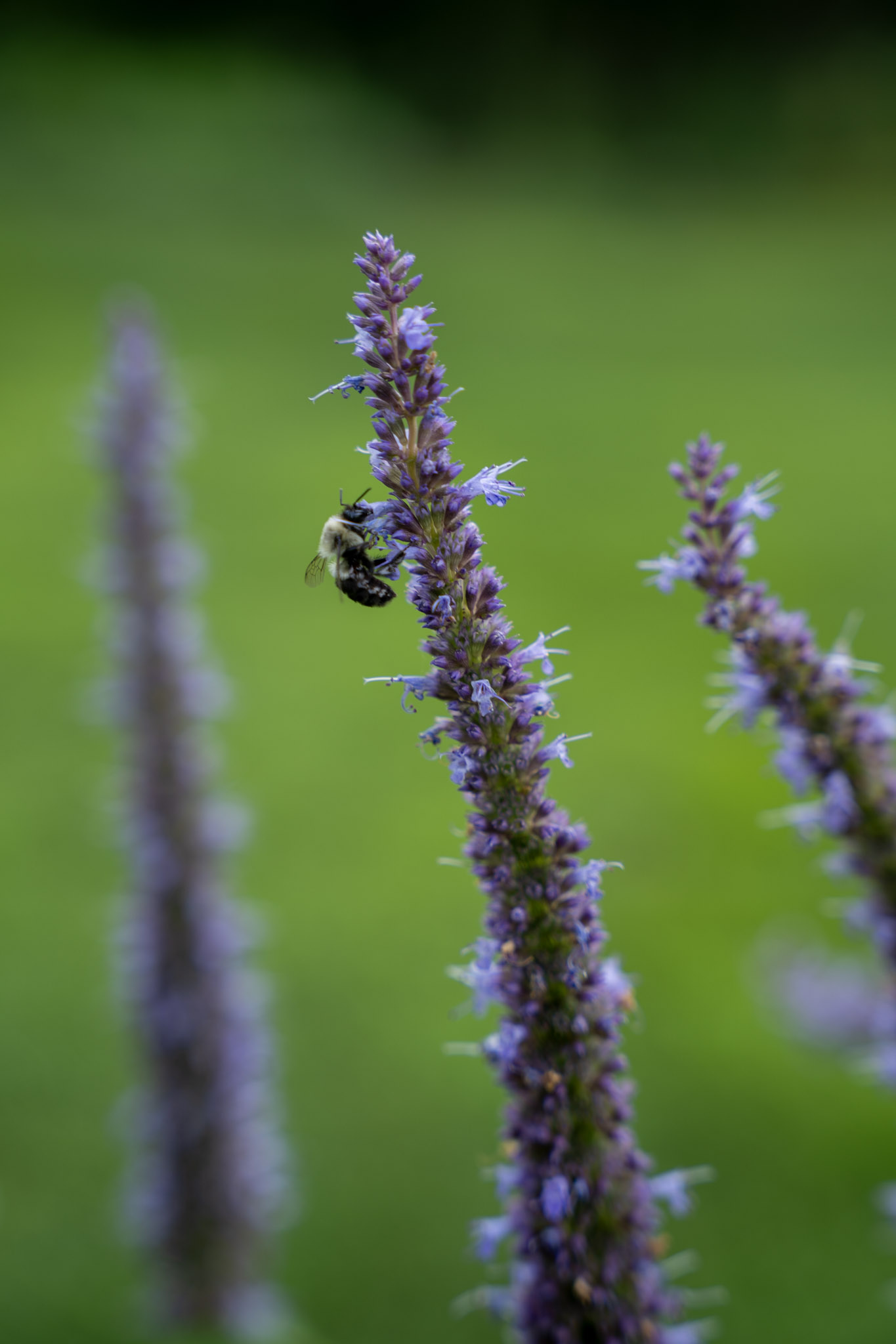 2025-08-03_Jenkins_Arboretum - foto 9