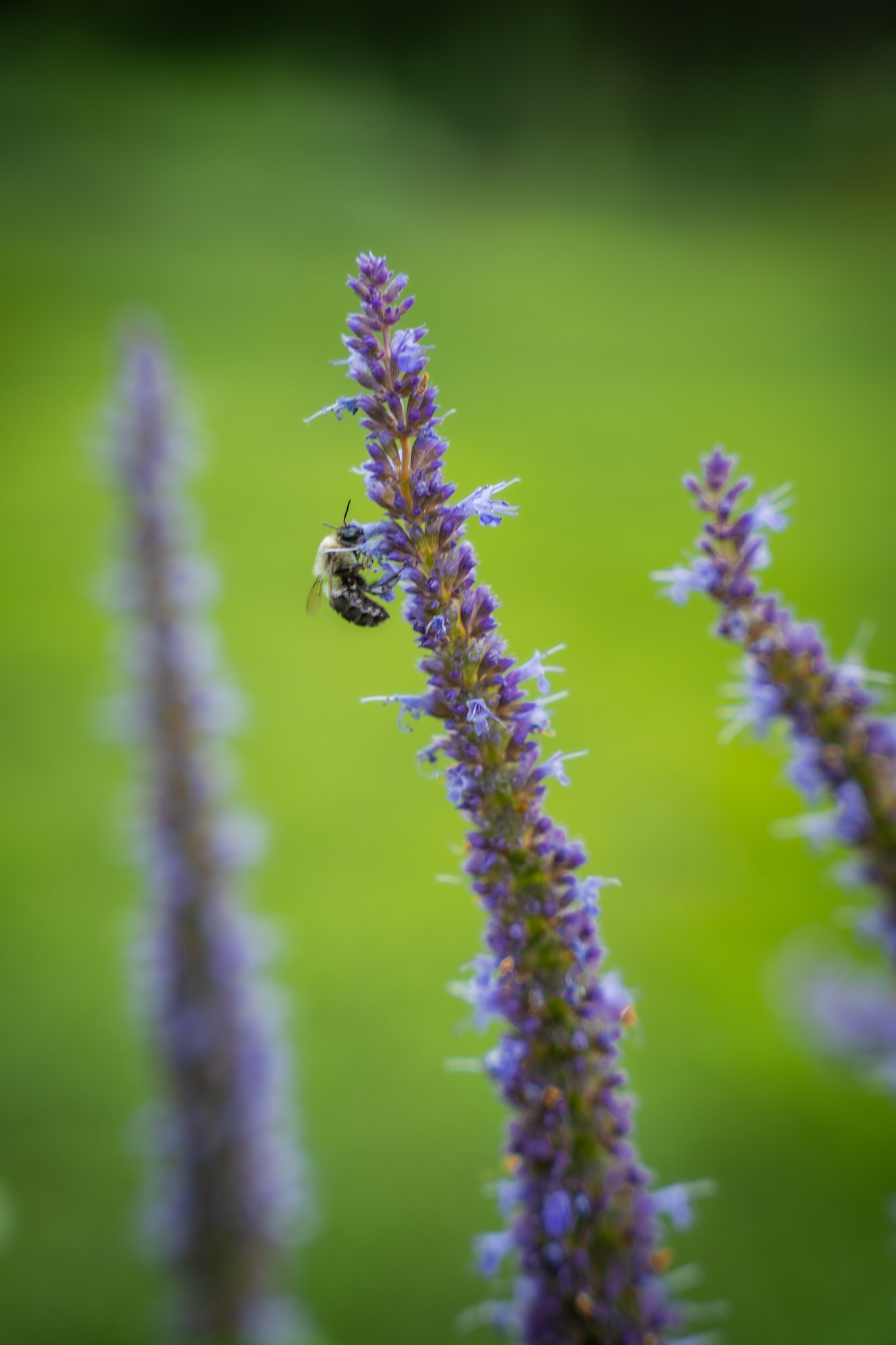 2025-08-03_Jenkins_Arboretum - foto 10