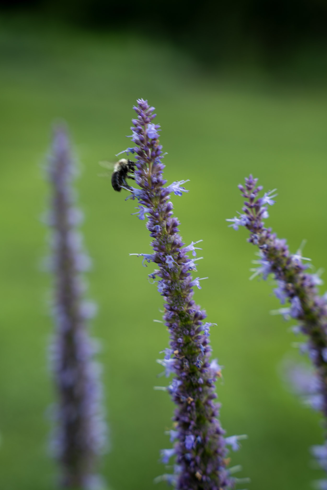 2025-08-03_Jenkins_Arboretum - foto 11