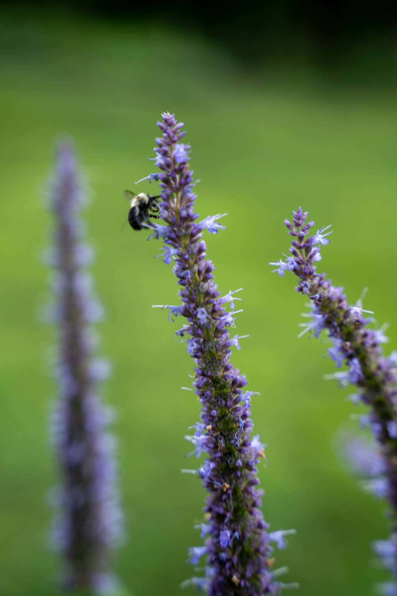 2025-08-03_Jenkins_Arboretum - foto 13