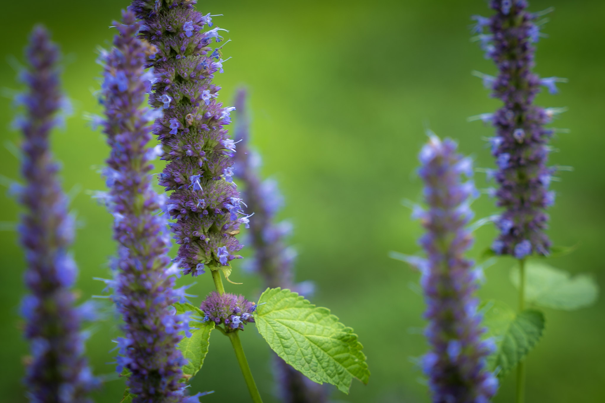 2025-08-03_Jenkins_Arboretum - foto 14