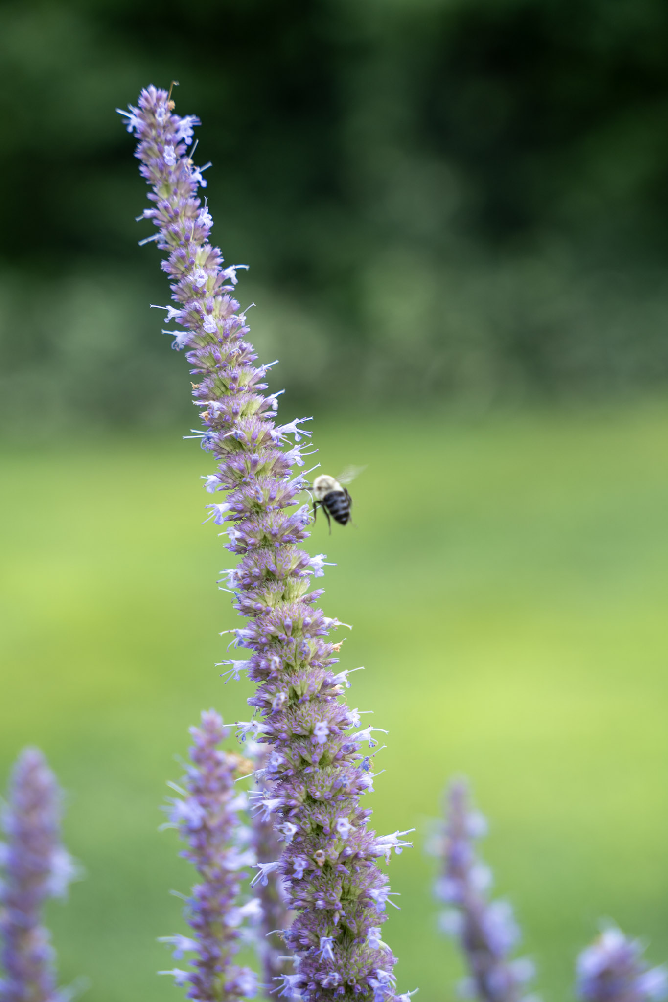 2025-08-03_Jenkins_Arboretum - foto 16