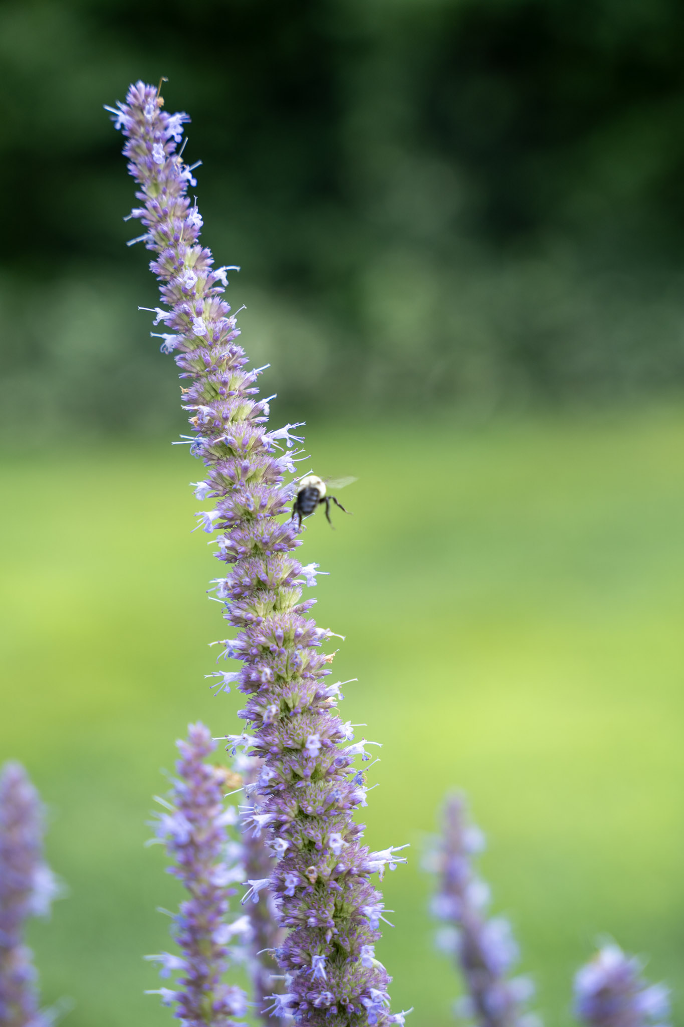 2025-08-03_Jenkins_Arboretum - foto 17