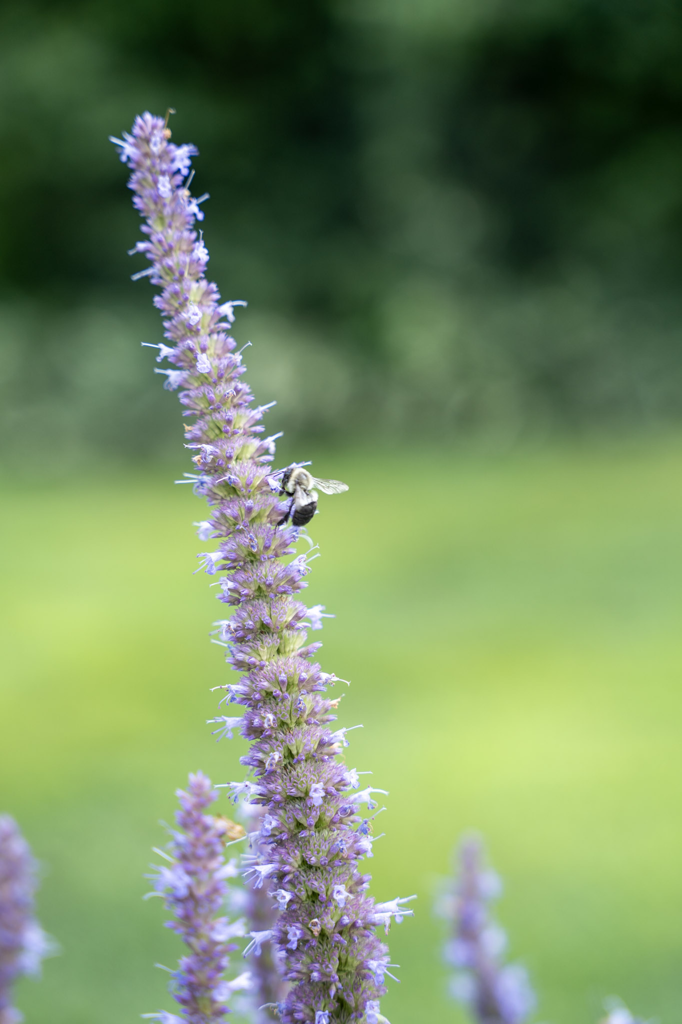 2025-08-03_Jenkins_Arboretum - foto 21