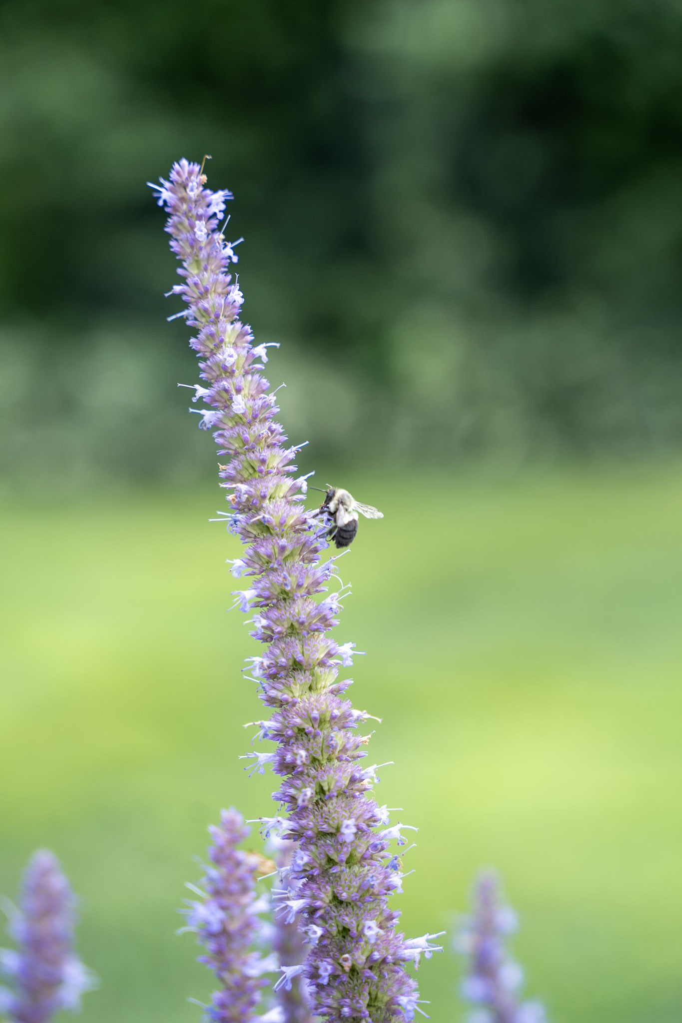 2025-08-03_Jenkins_Arboretum - foto 23