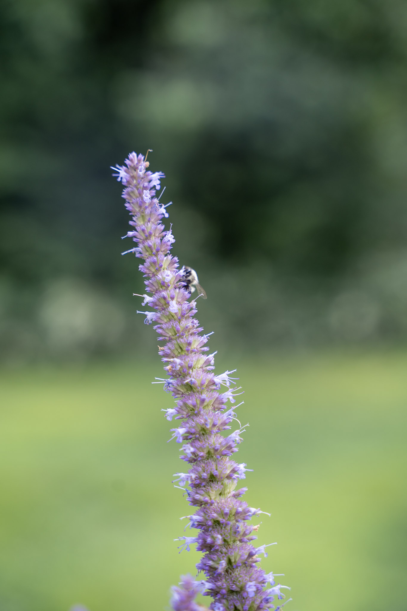 2025-08-03_Jenkins_Arboretum - foto 24