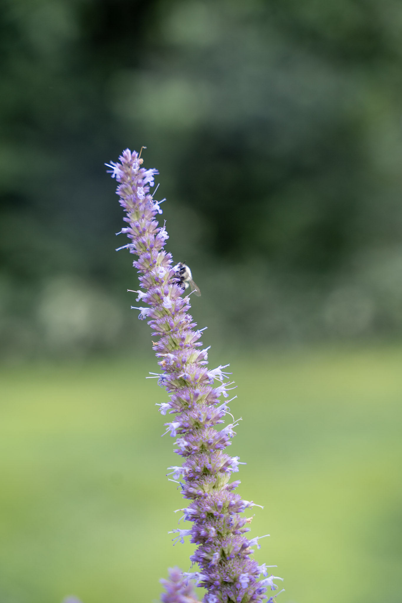 2025-08-03_Jenkins_Arboretum - foto 25