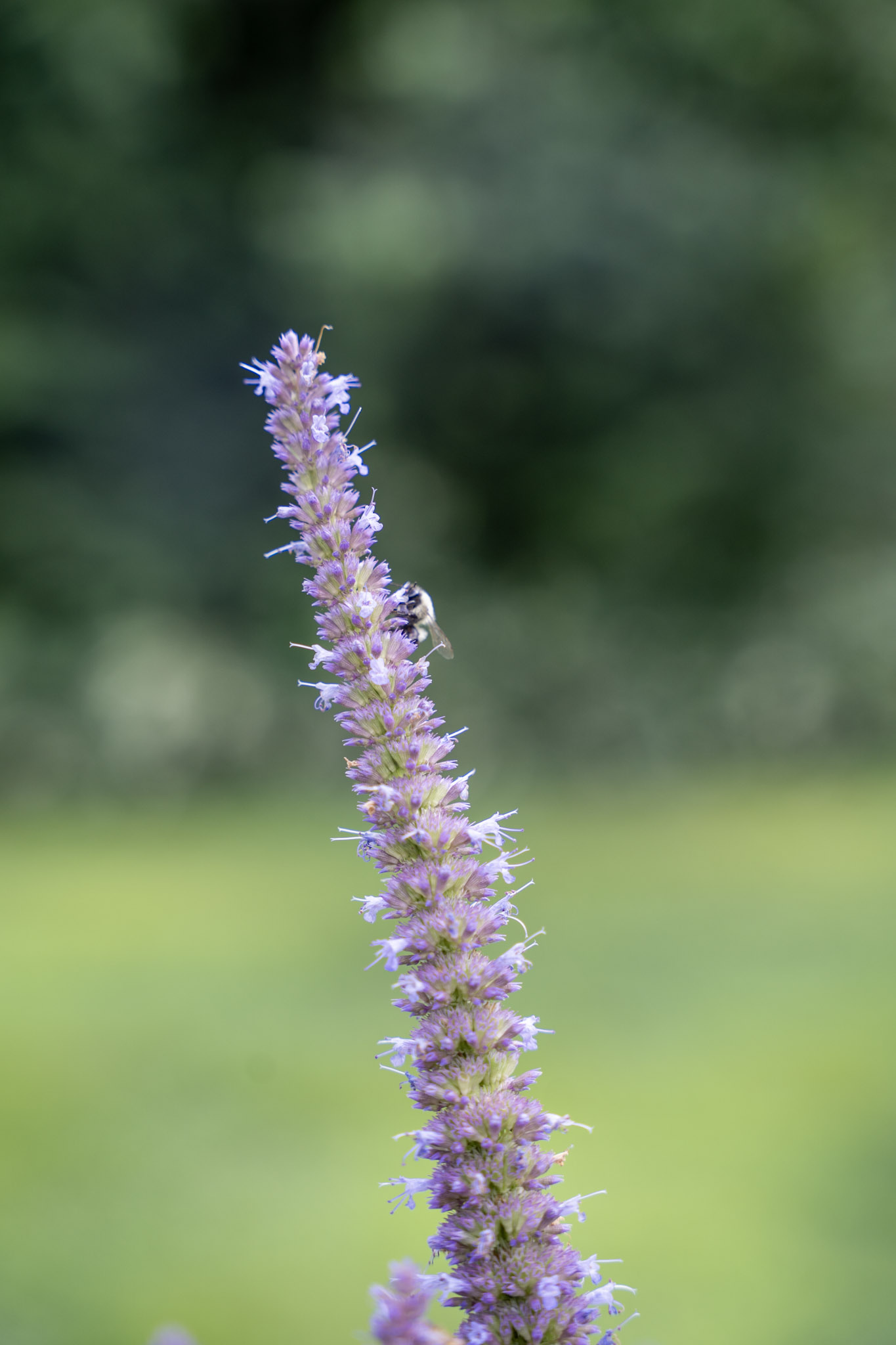 2025-08-03_Jenkins_Arboretum - foto 26