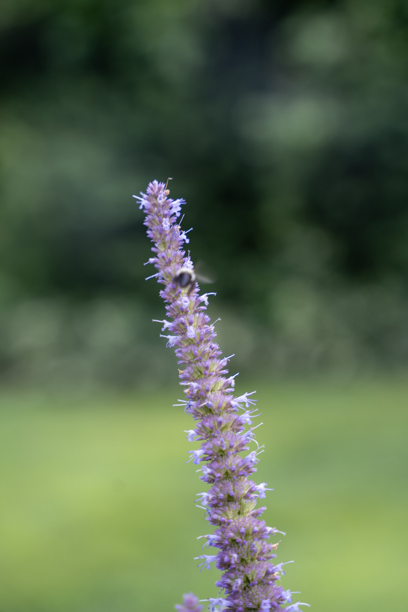 2025-08-03_Jenkins_Arboretum - foto 27