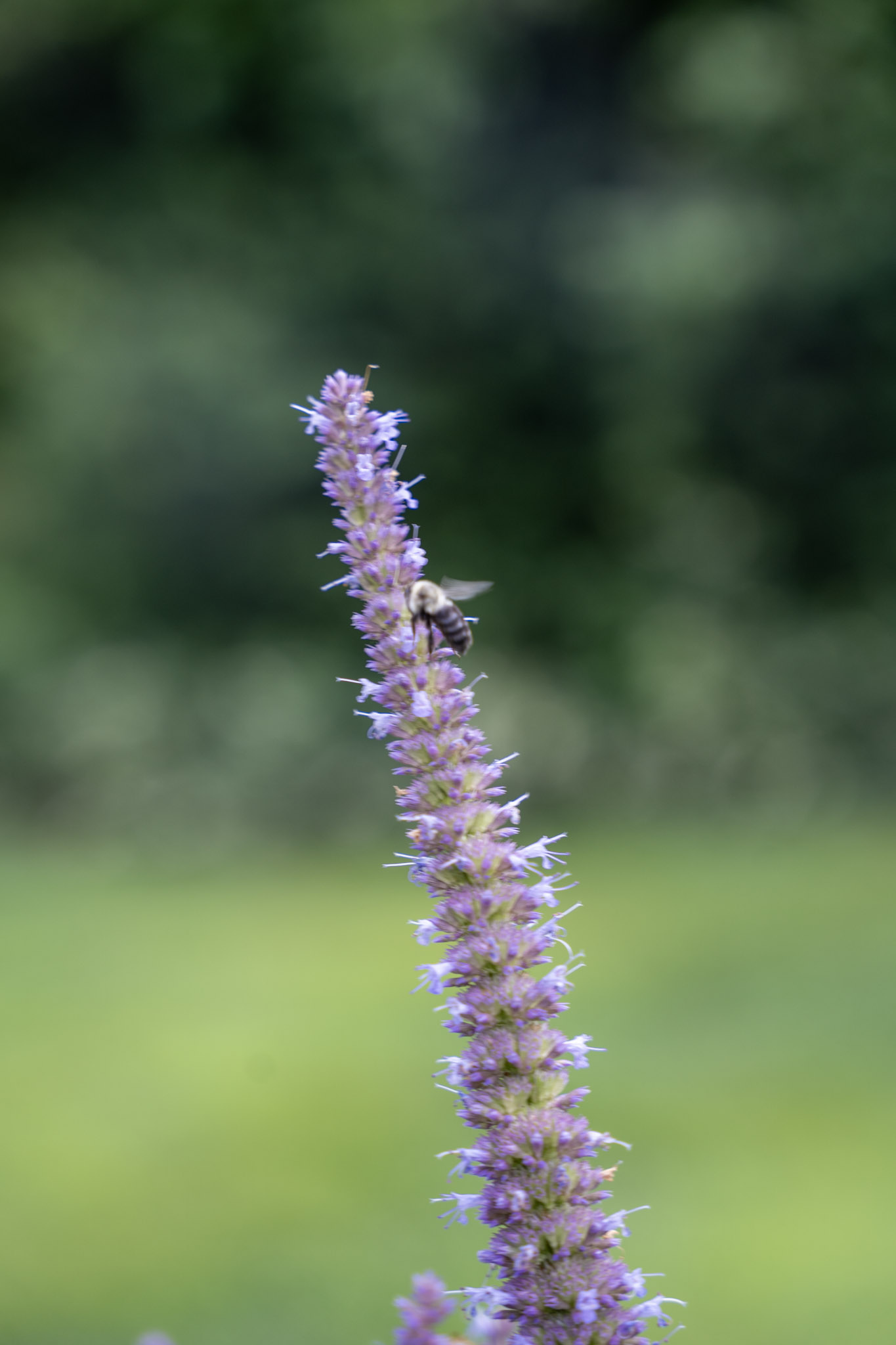 2025-08-03_Jenkins_Arboretum - foto 28