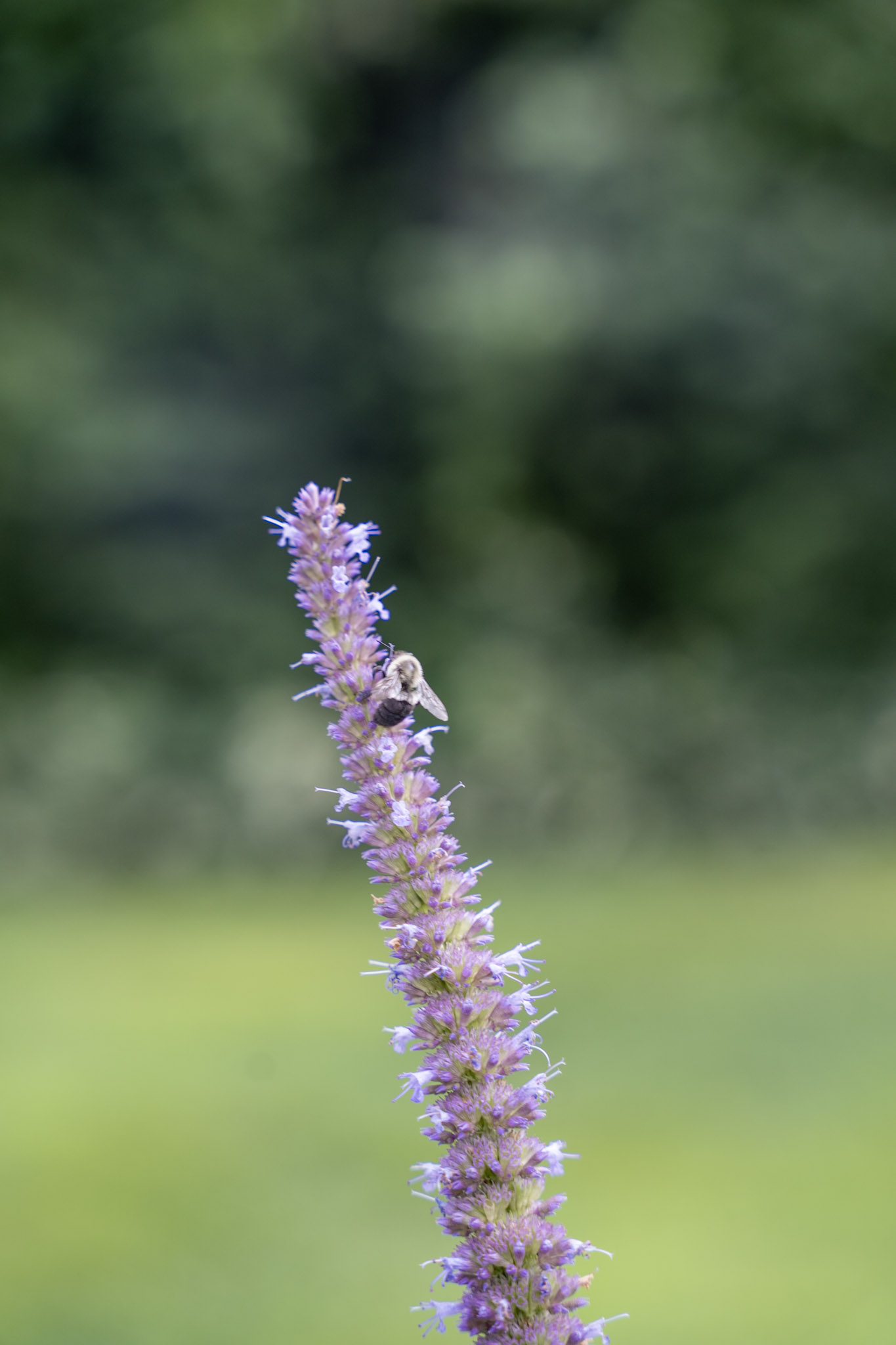 2025-08-03_Jenkins_Arboretum - foto 29