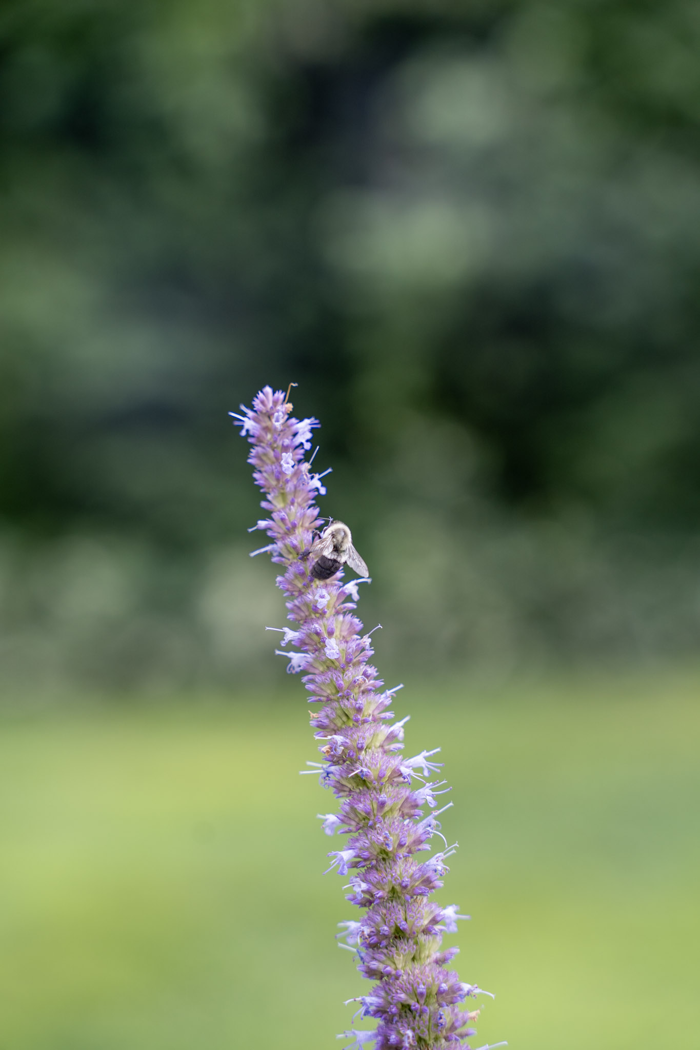 2025-08-03_Jenkins_Arboretum - foto 30