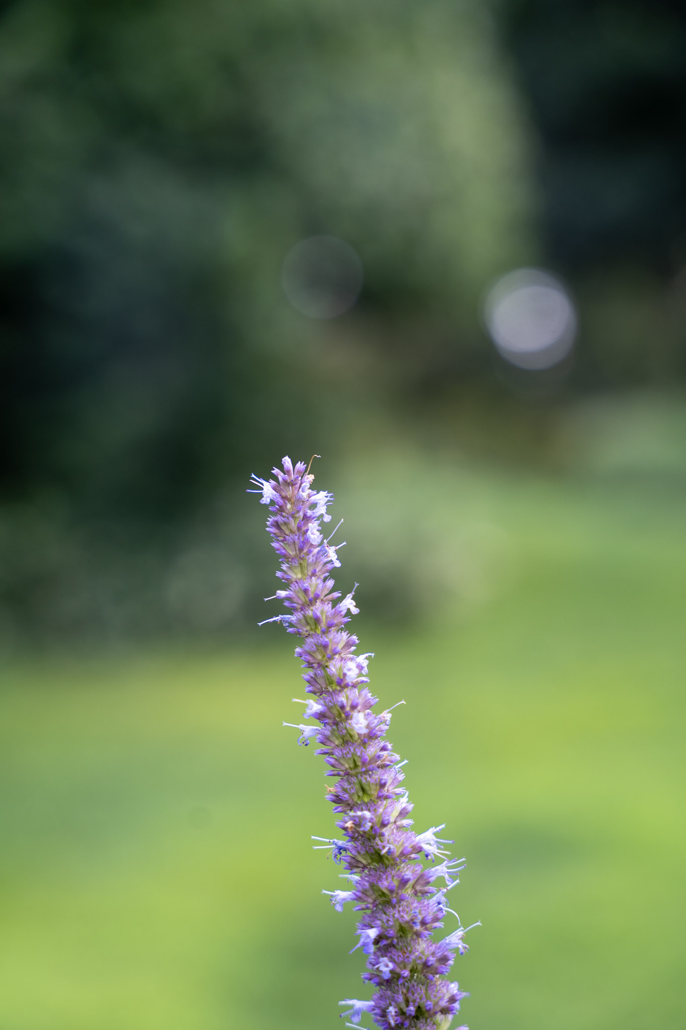 2025-08-03_Jenkins_Arboretum - foto 31