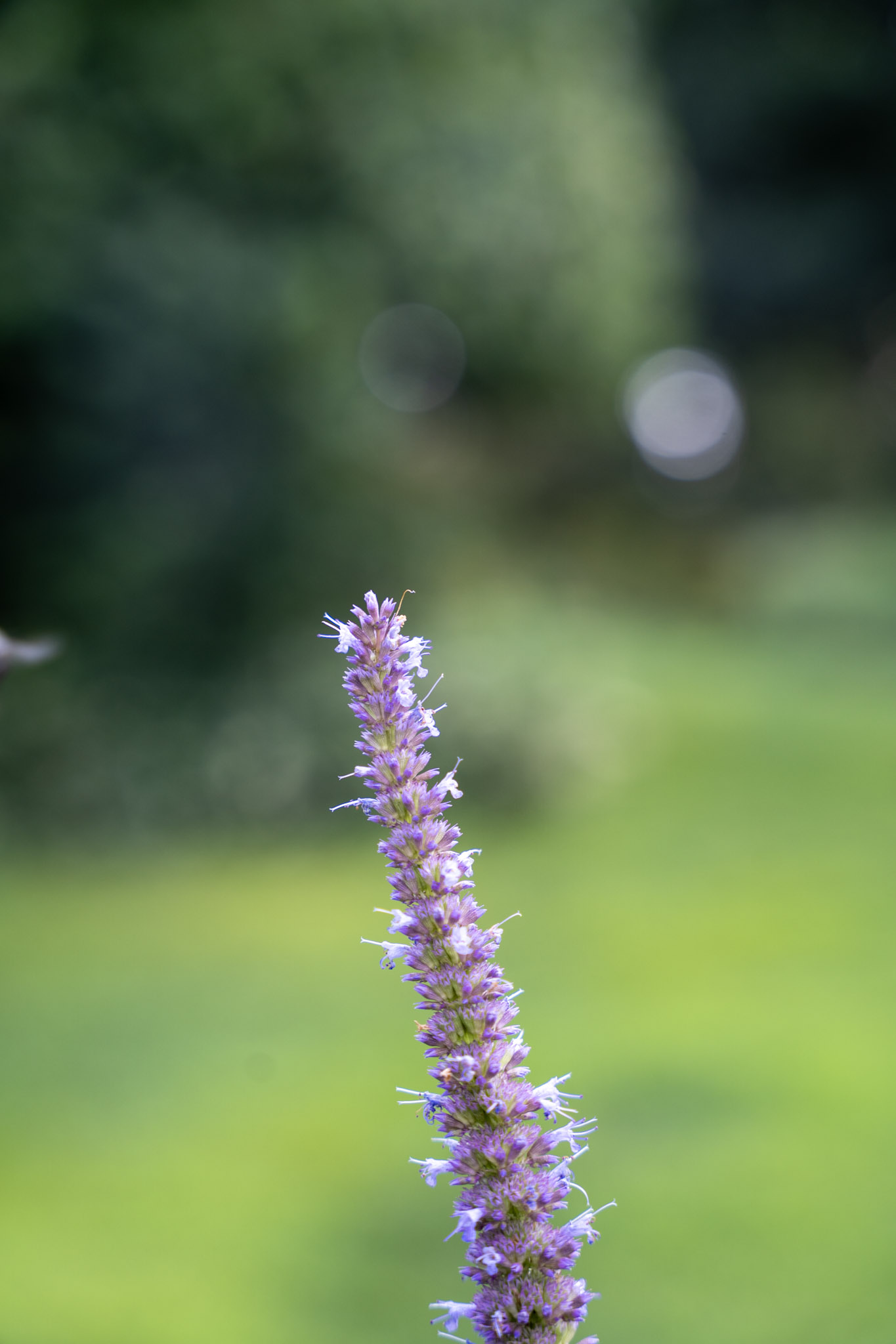 2025-08-03_Jenkins_Arboretum - foto 32