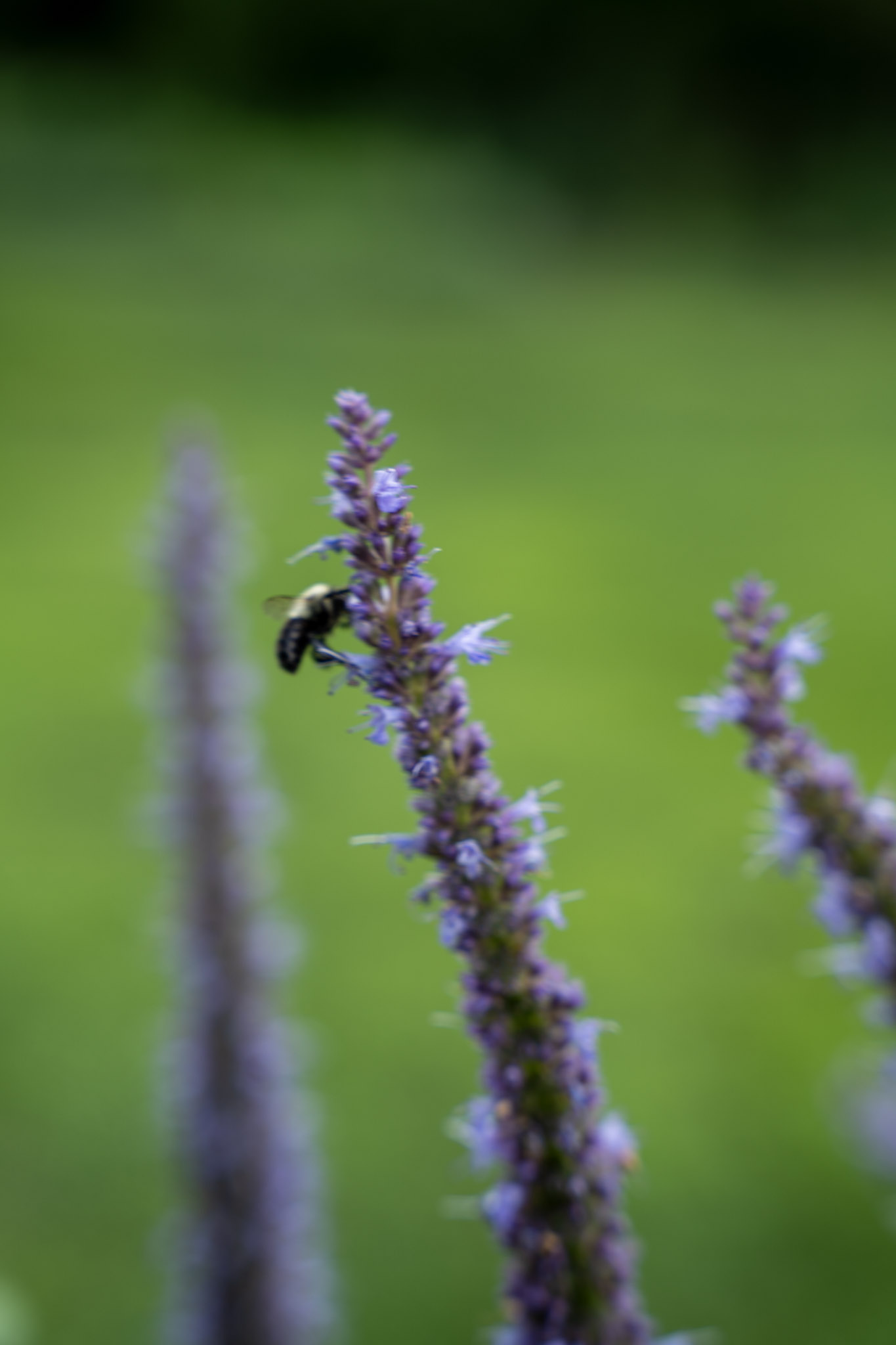 Jenkins Arboretum - foto 12