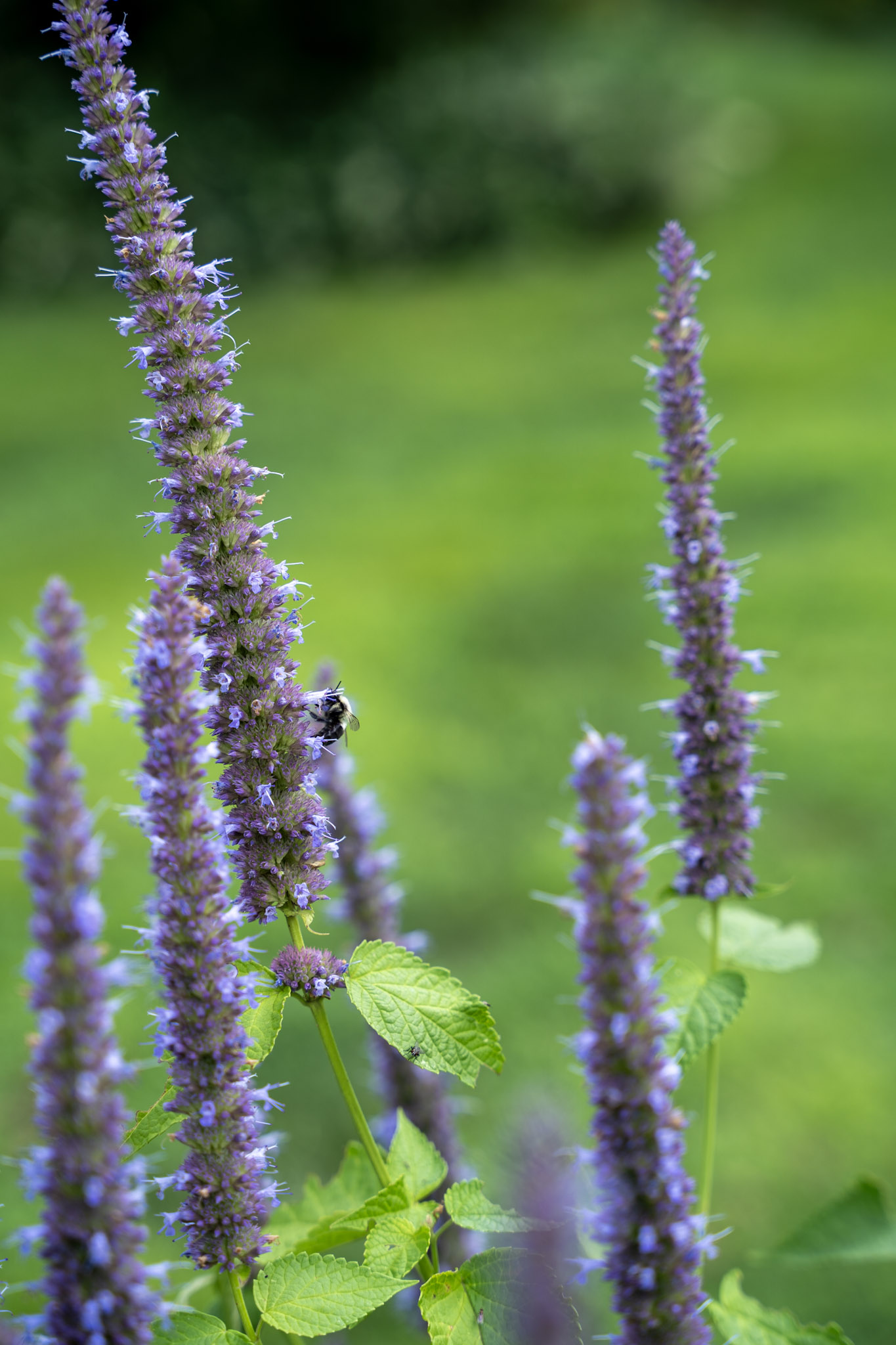 Jenkins Arboretum - foto 15