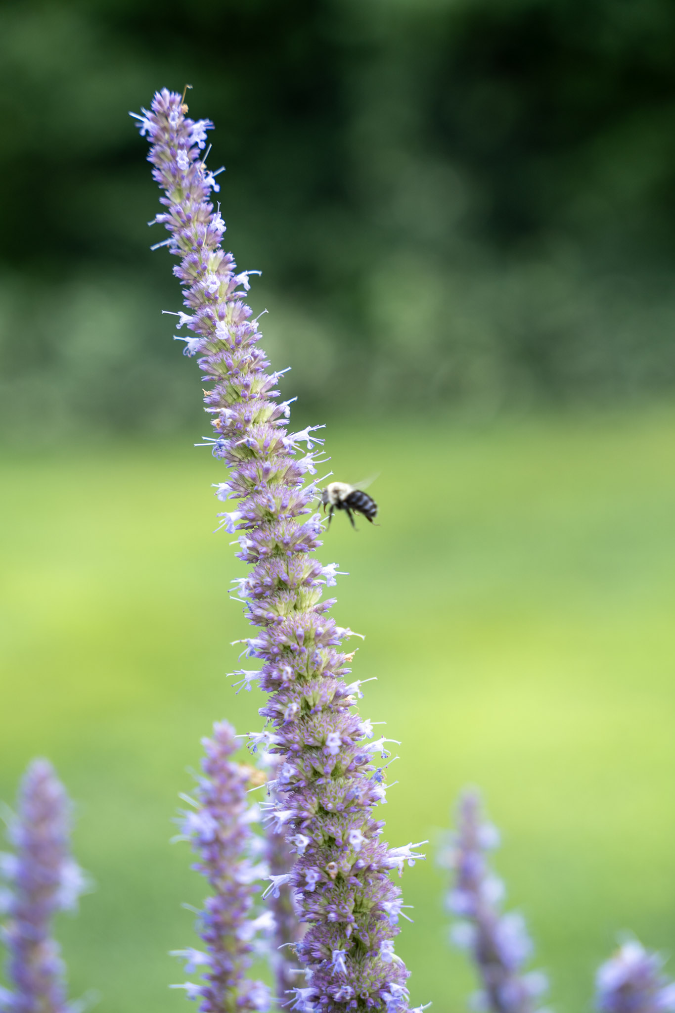 Jenkins Arboretum - foto 18