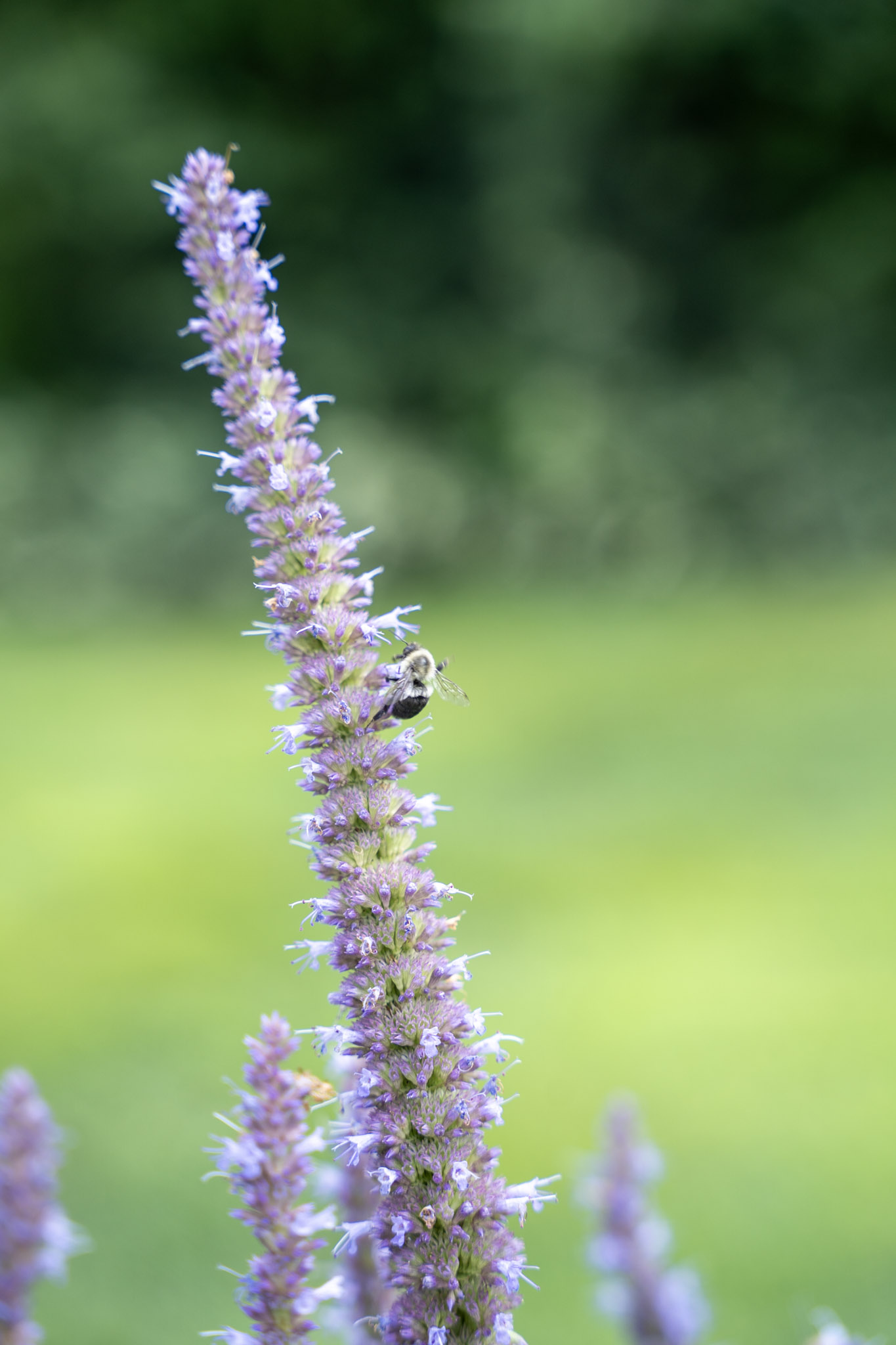 Jenkins Arboretum - foto 19