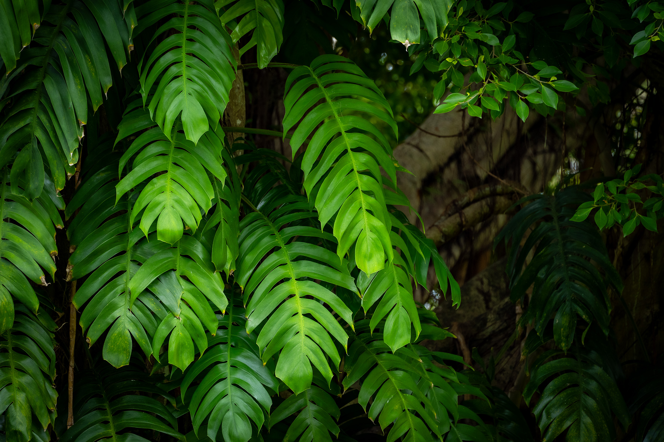 UPR — Árboles
