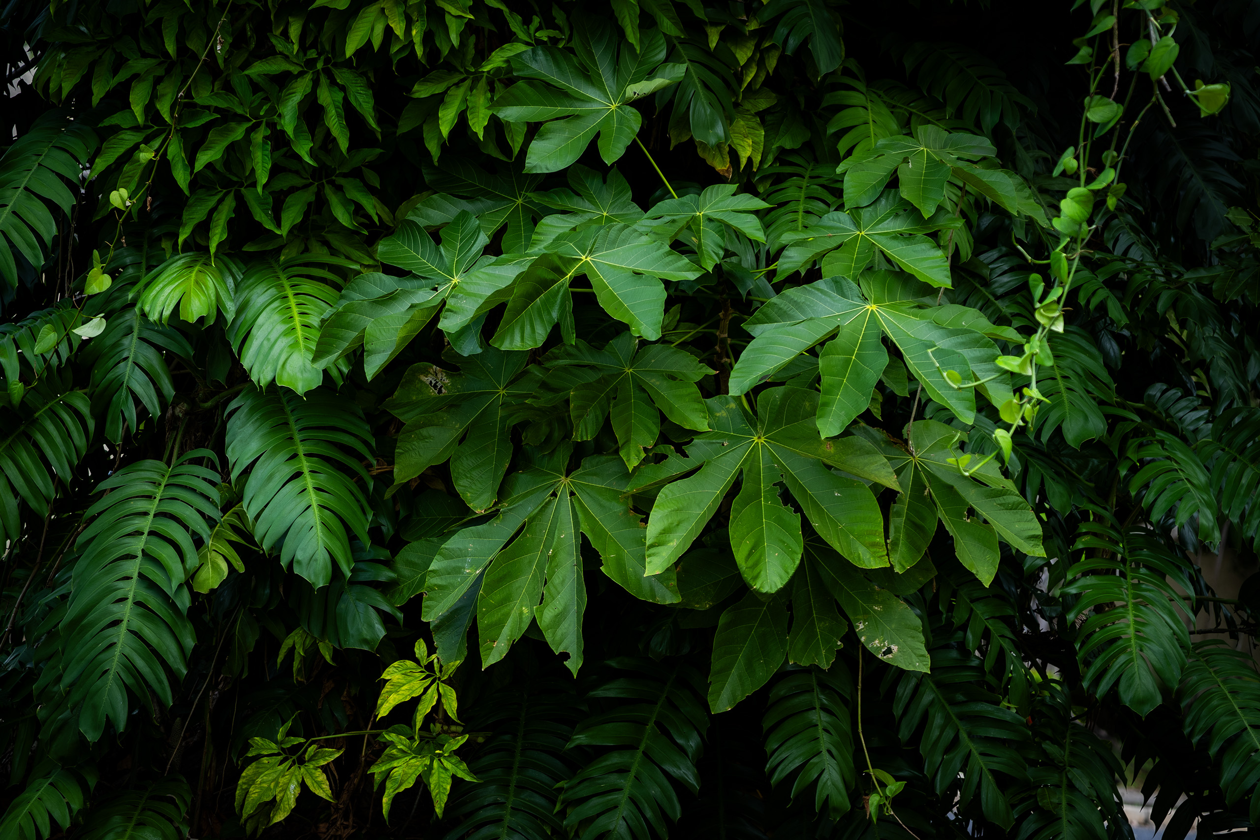 UPR — Árboles