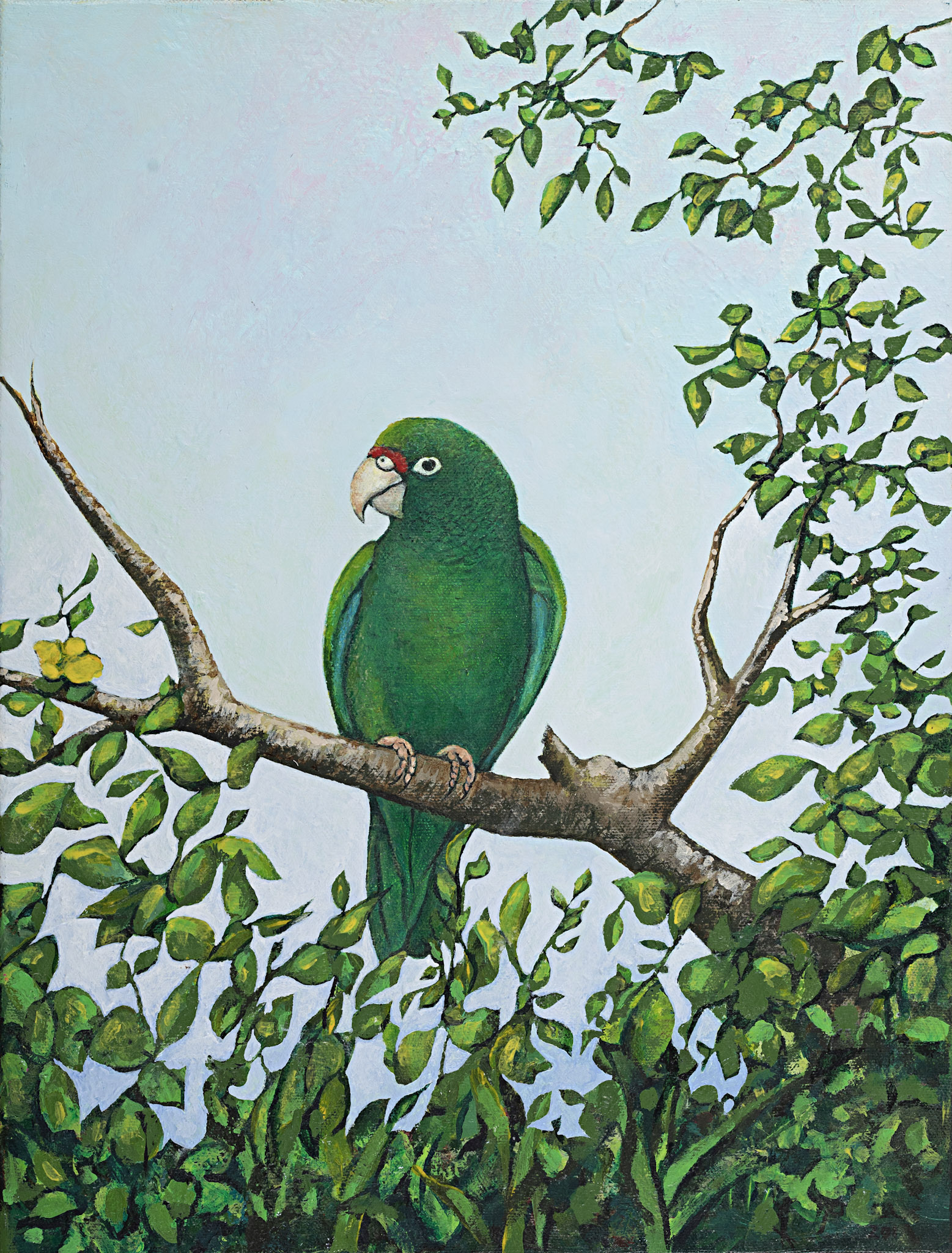Aves - foto 4