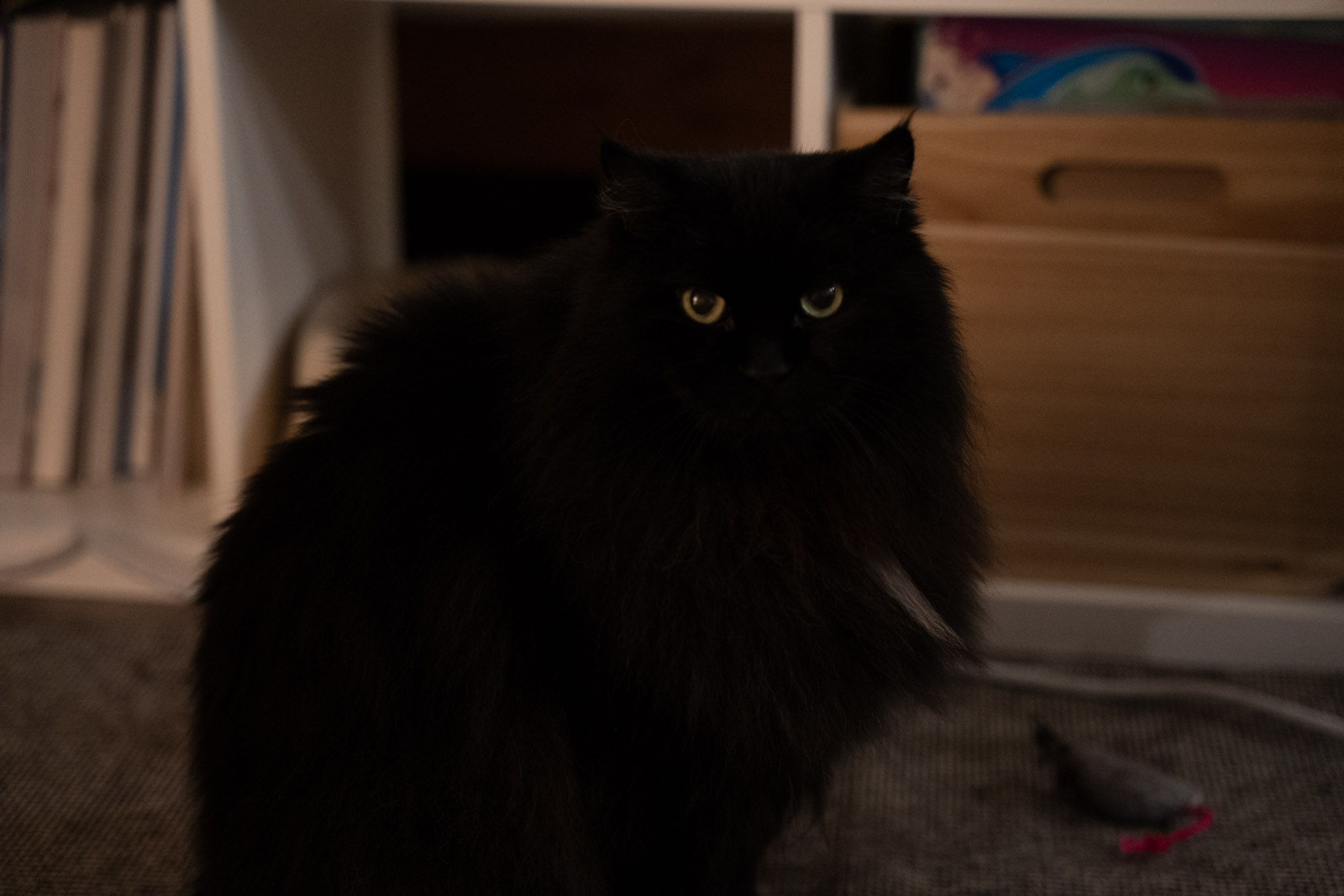 KitKat - foto 4
