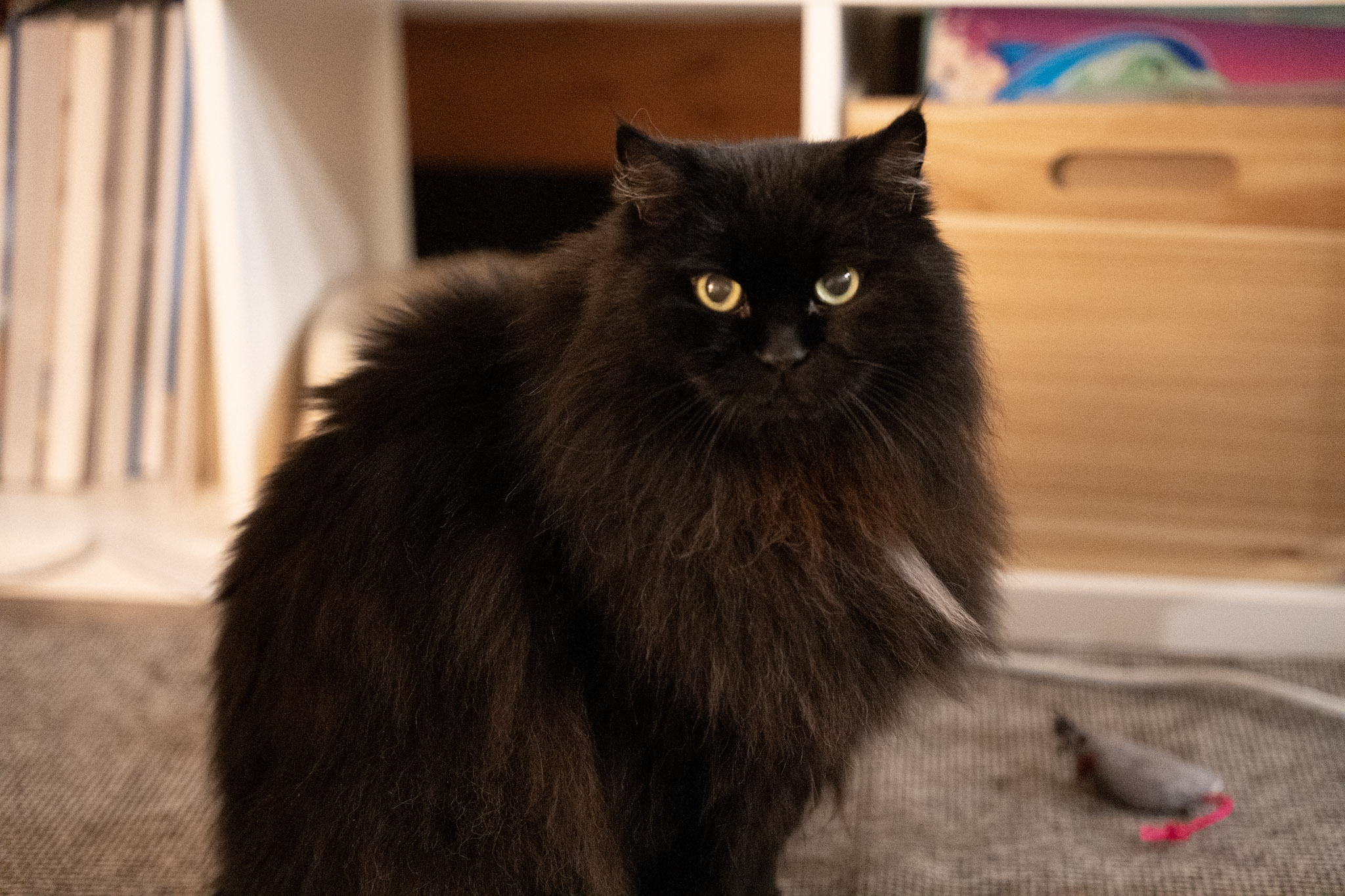 KitKat - foto 6