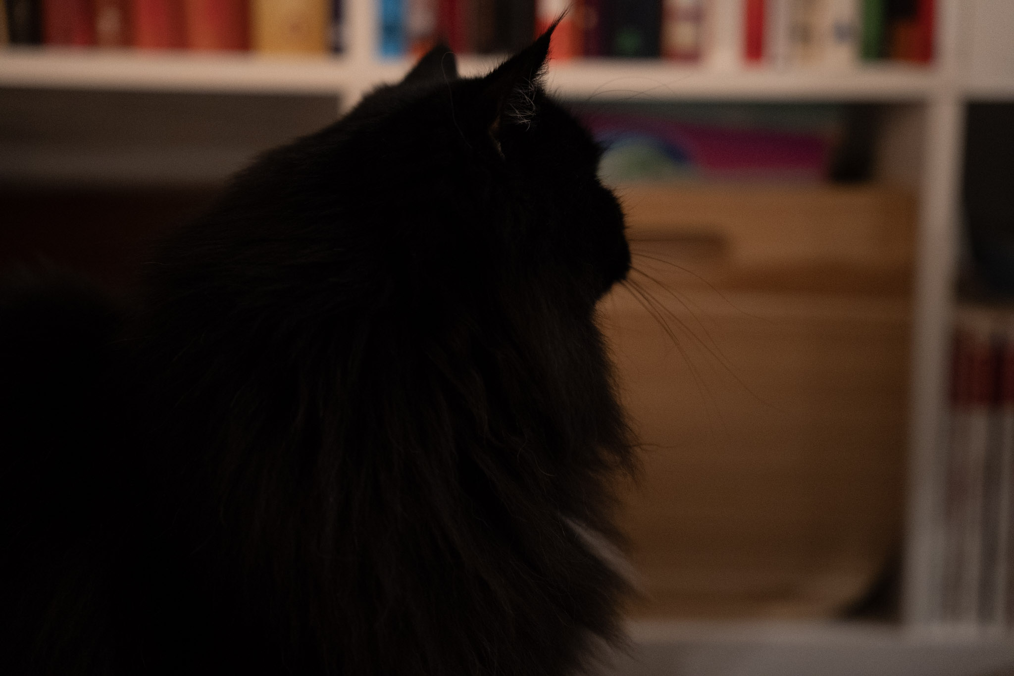 KitKat - foto 7