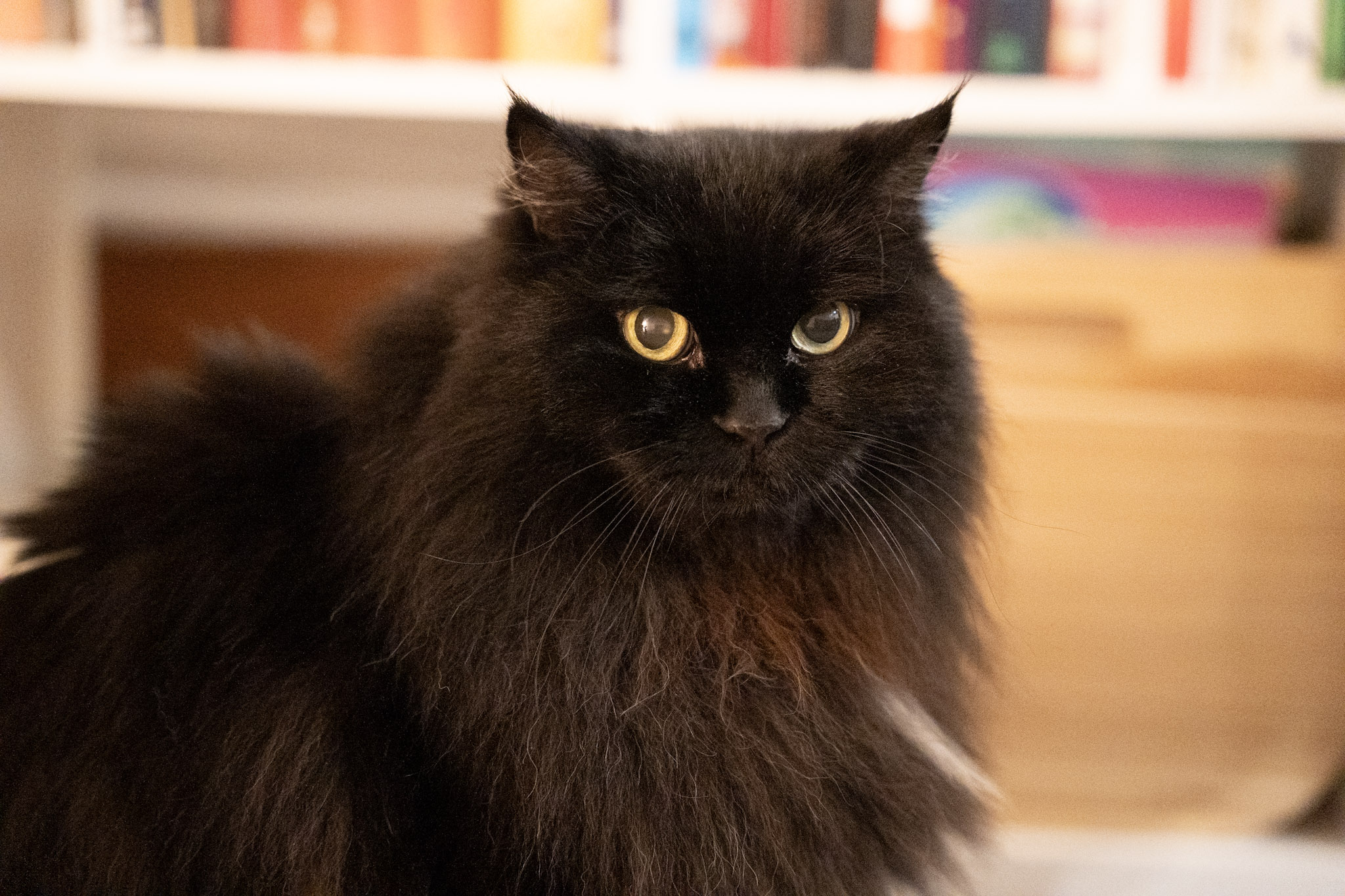 KitKat - foto 10