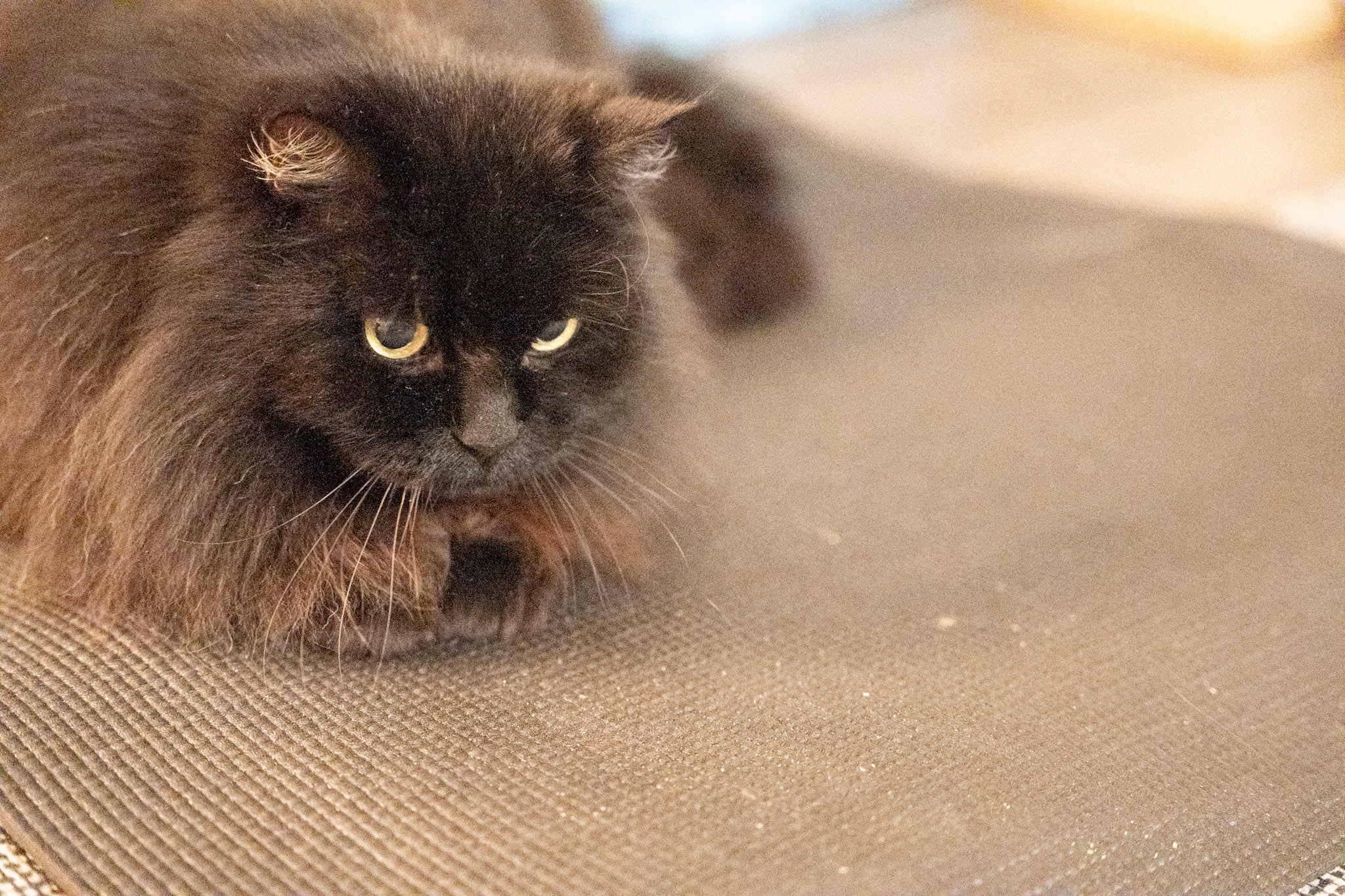 KitKat - foto 16