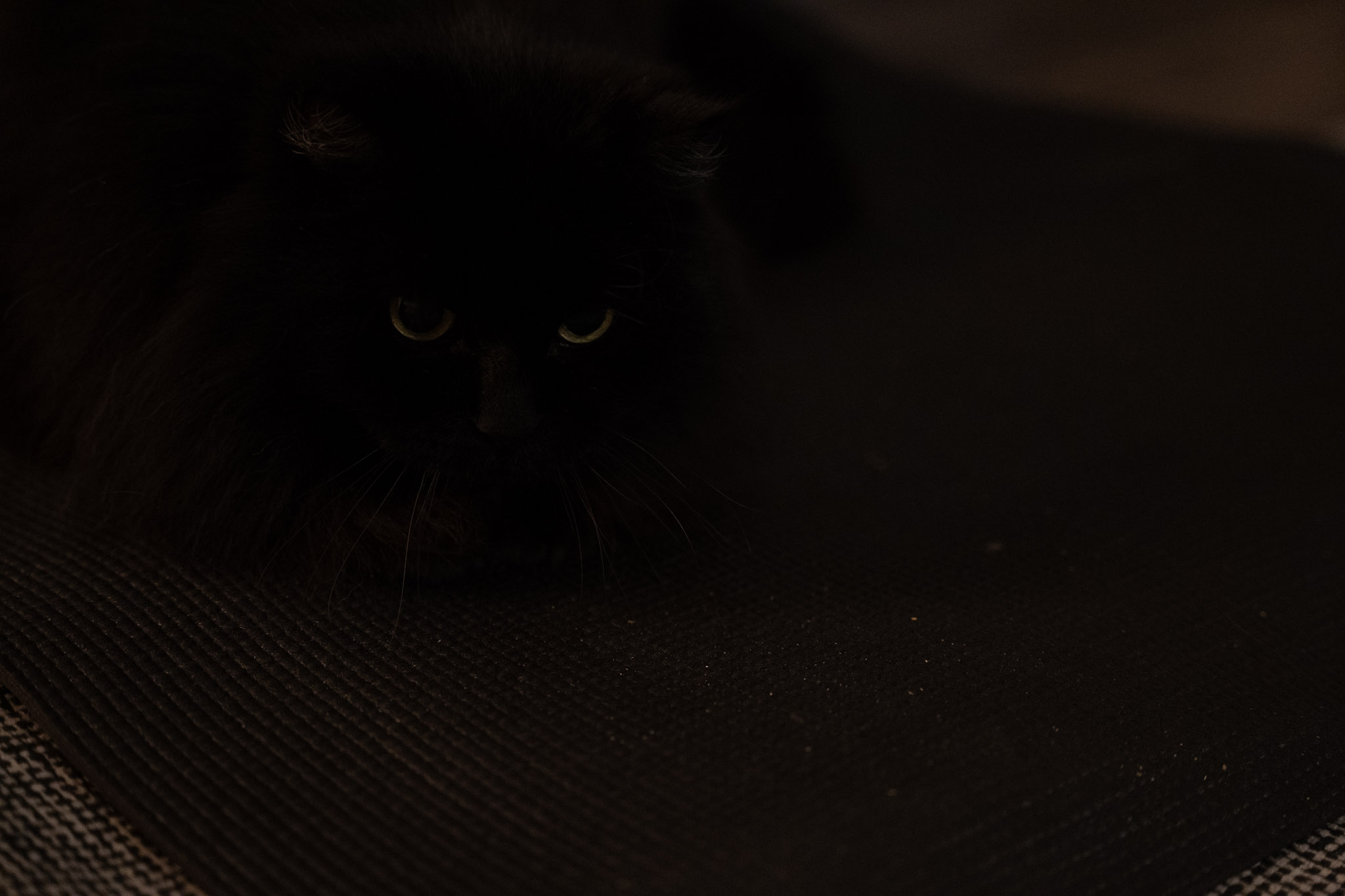 KitKat - foto 17