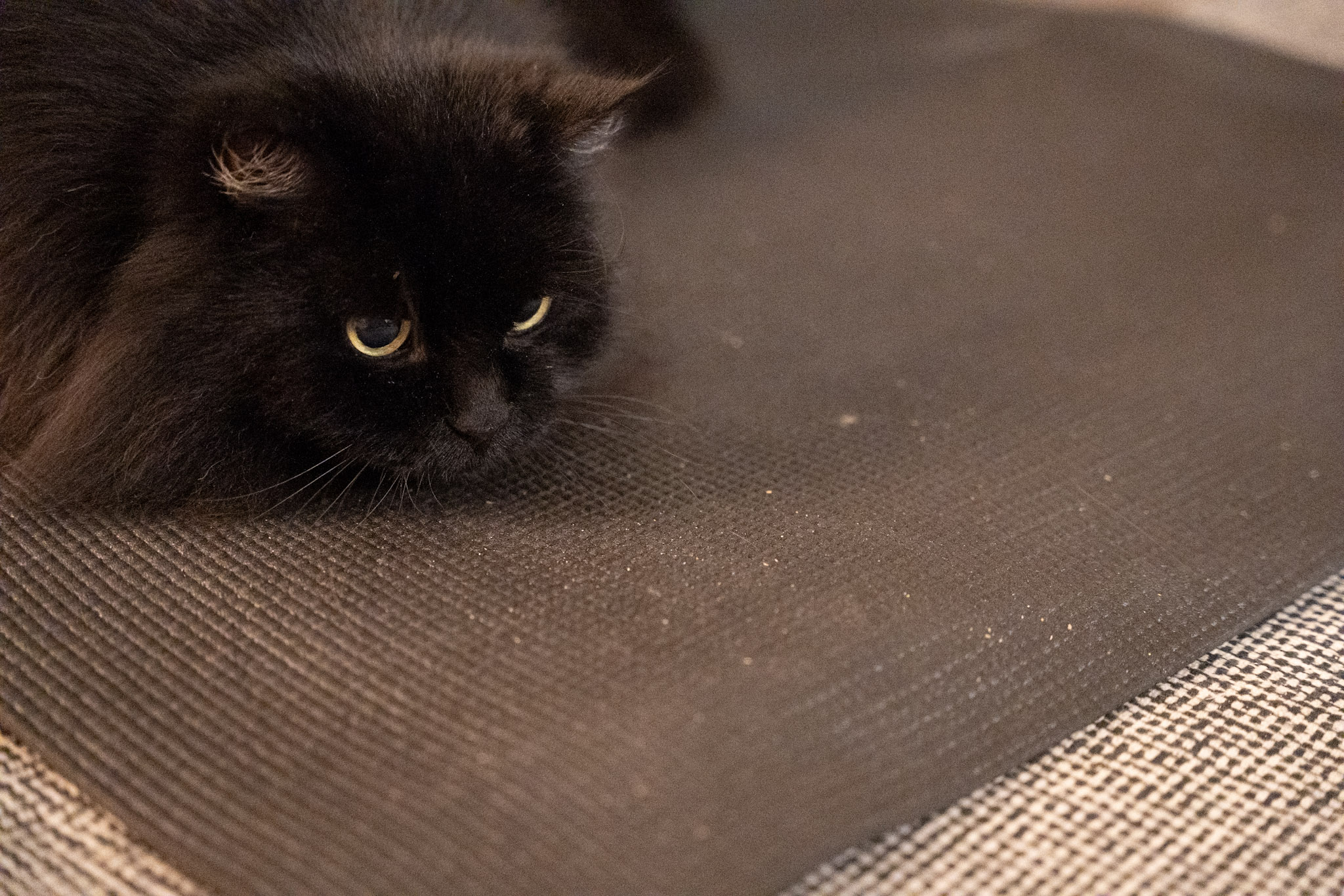 KitKat - foto 21