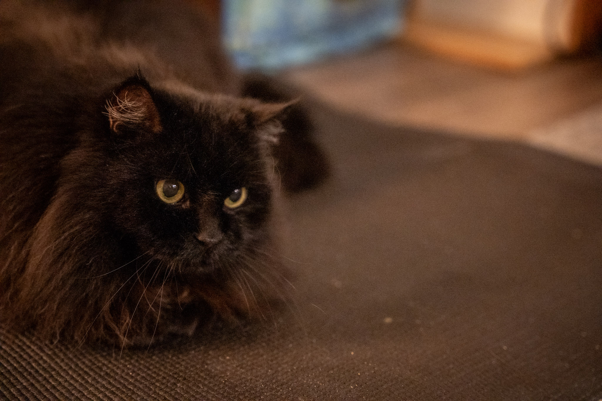 KitKat - foto 23