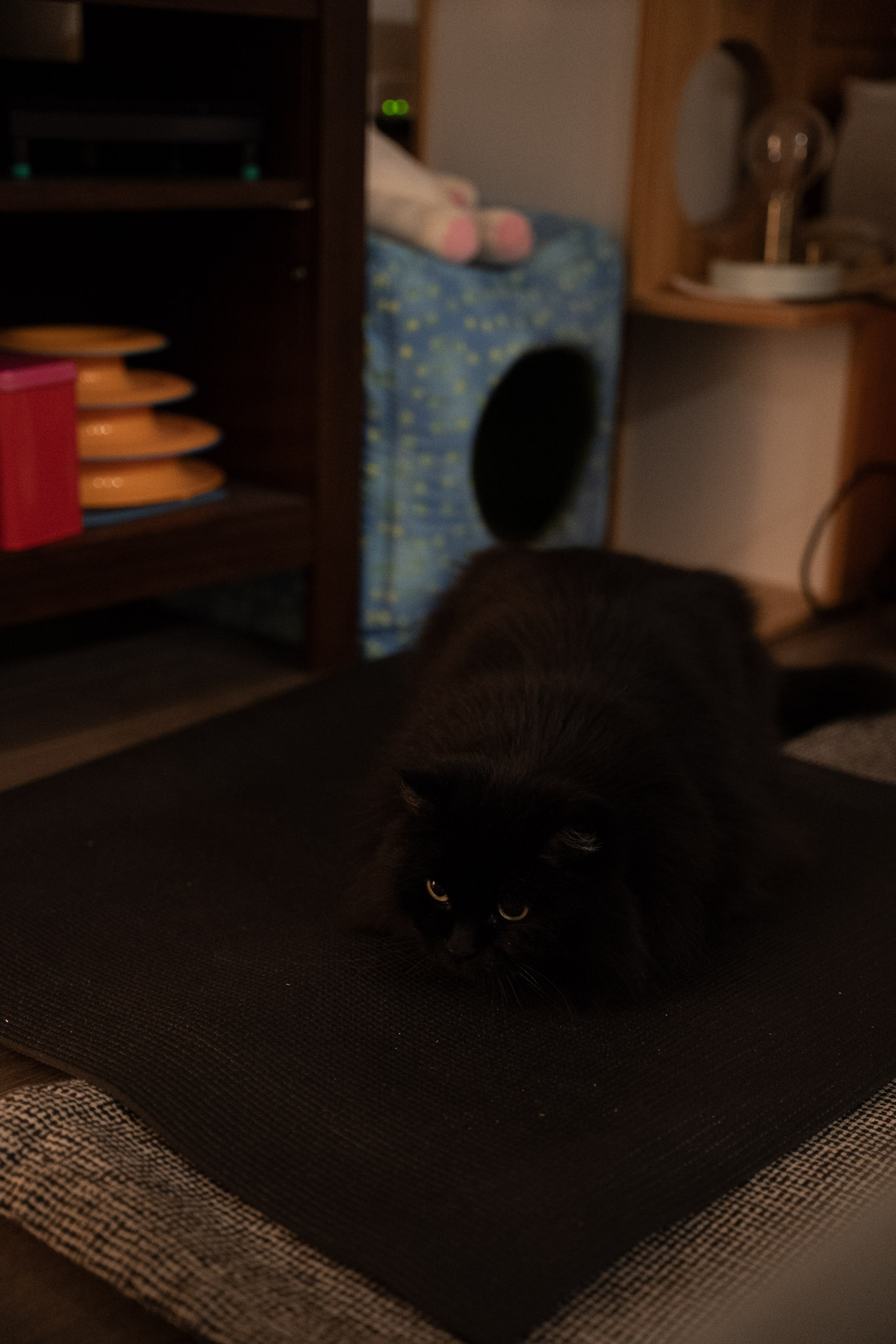 KitKat - foto 25