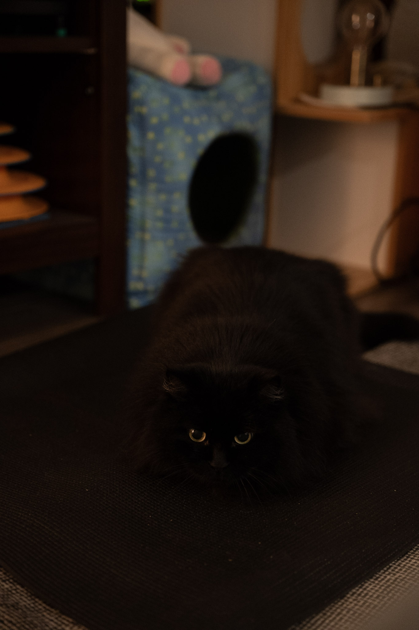 KitKat - foto 33
