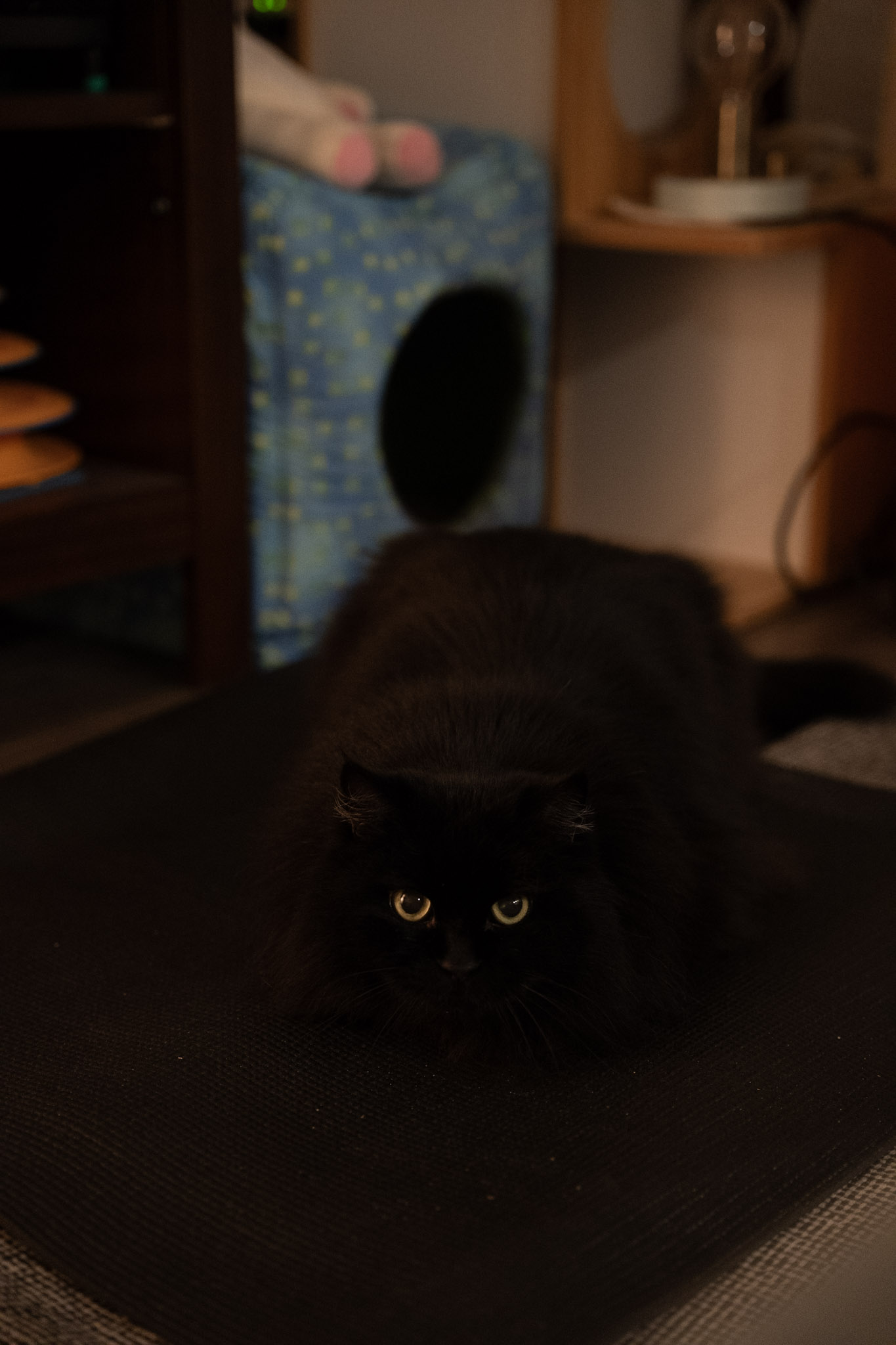 KitKat - foto 34