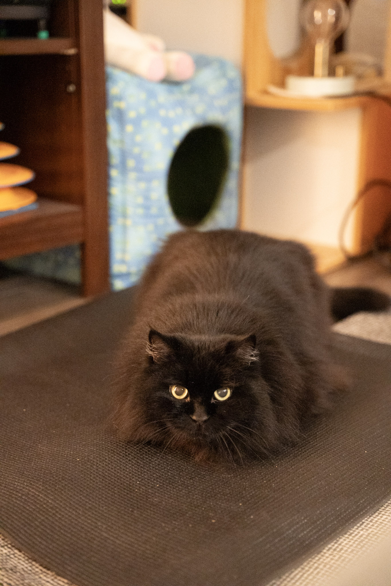 KitKat - foto 35