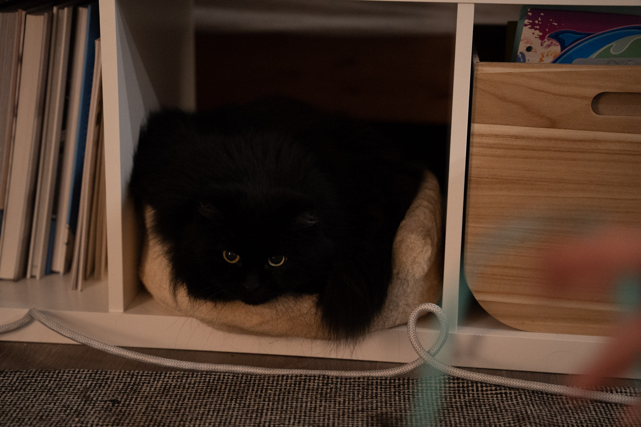 KitKat - foto 49