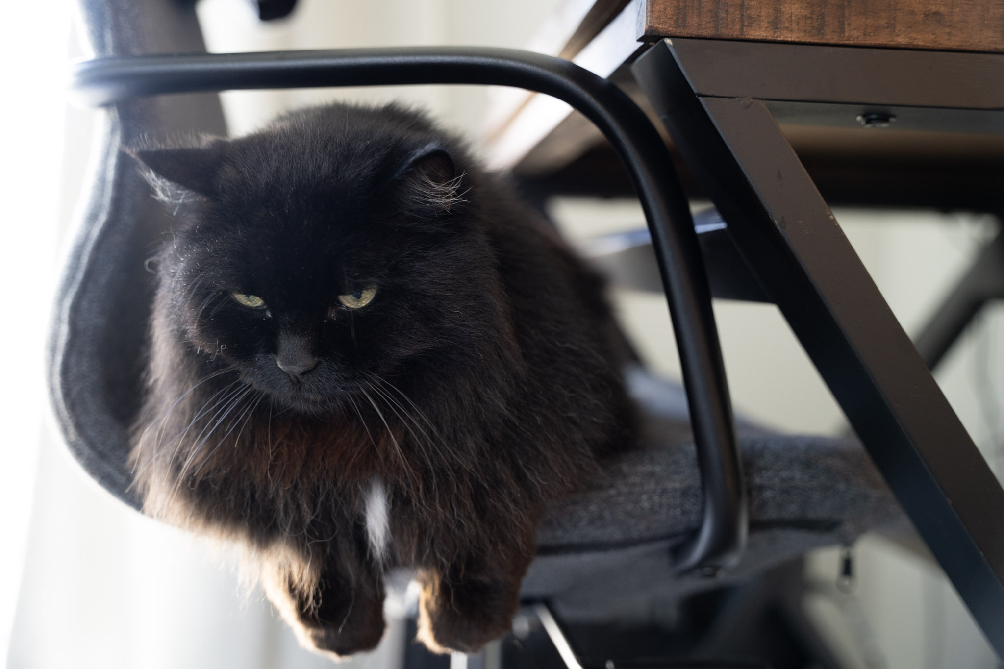 KitKat - foto 57