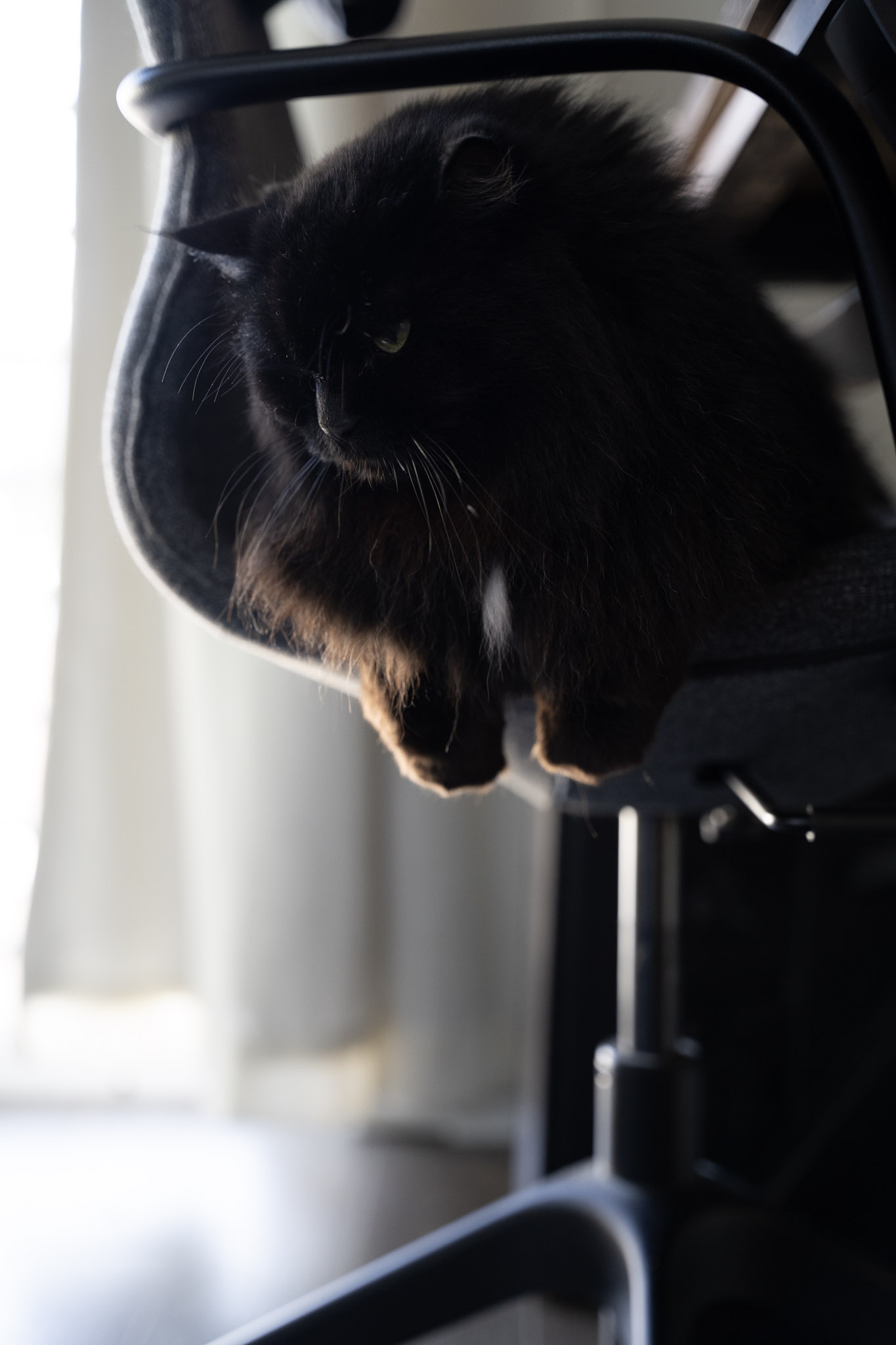 KitKat - foto 64