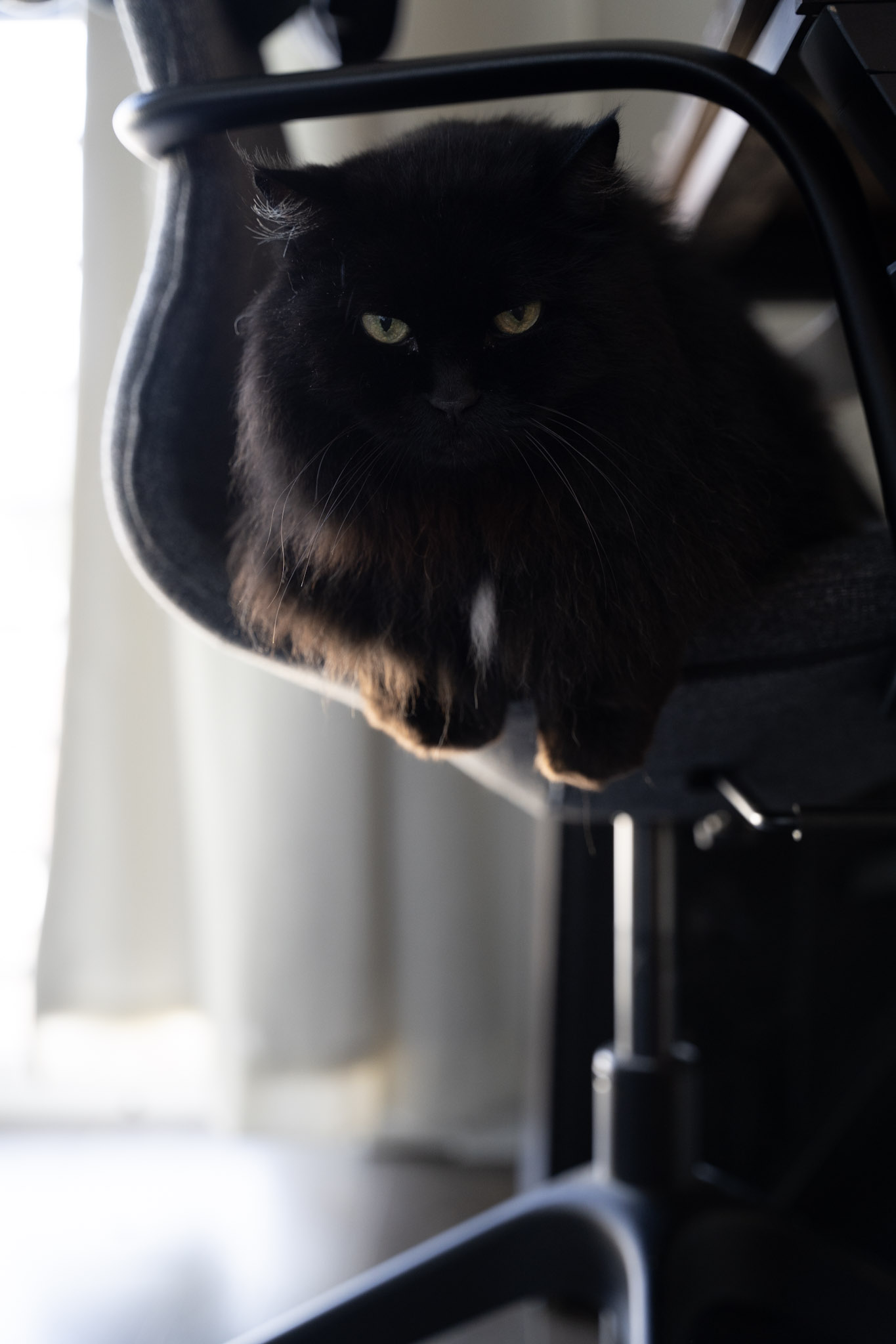 KitKat - foto 67