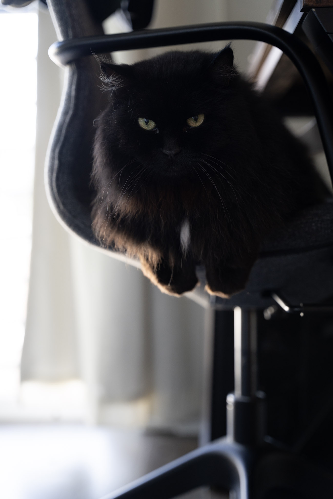 KitKat - foto 69
