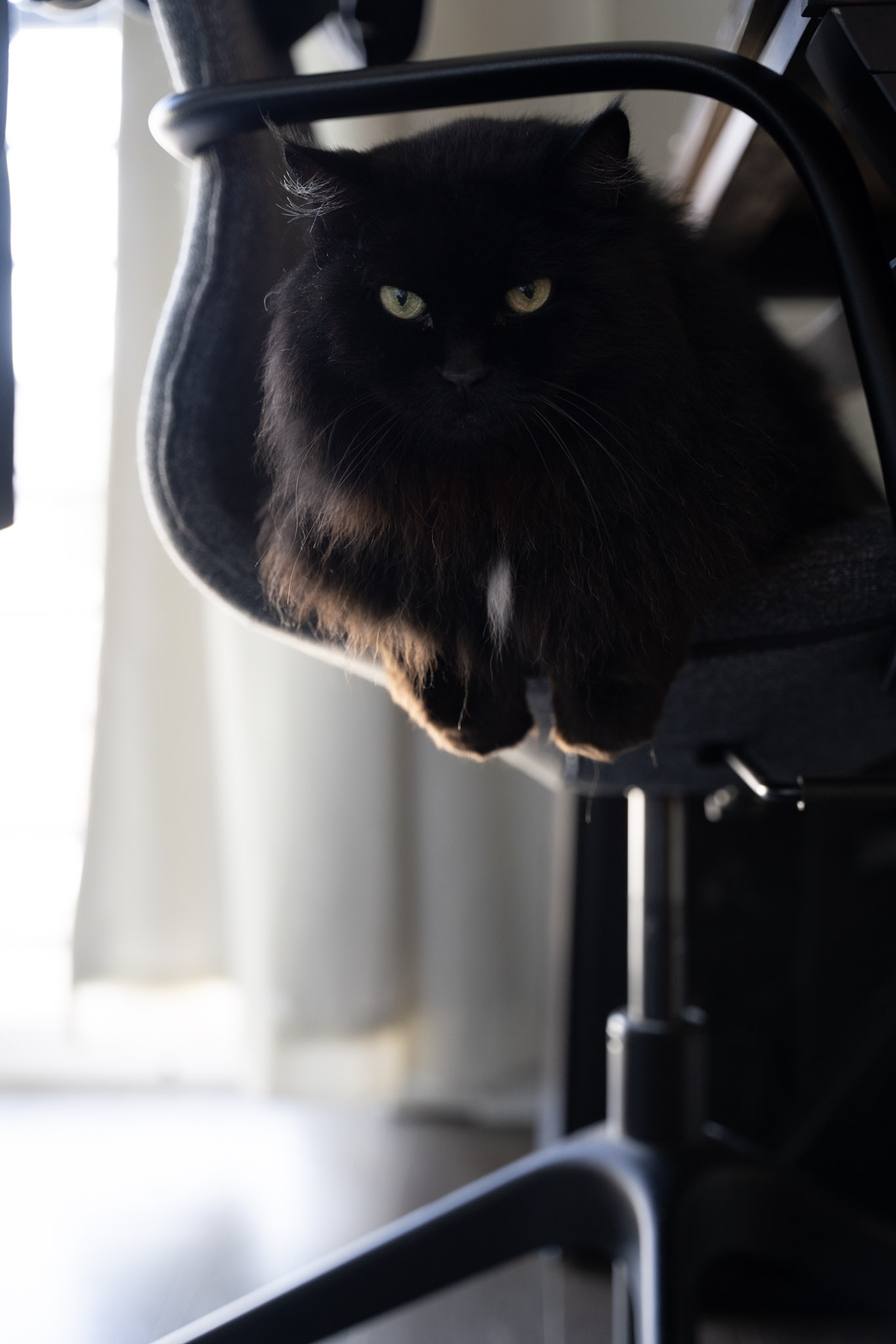 KitKat - foto 71