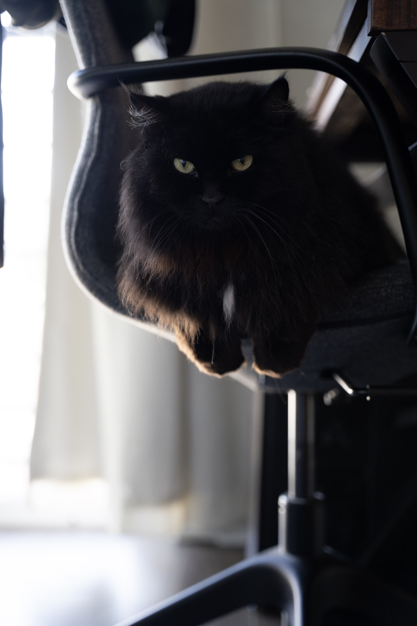 KitKat - foto 72