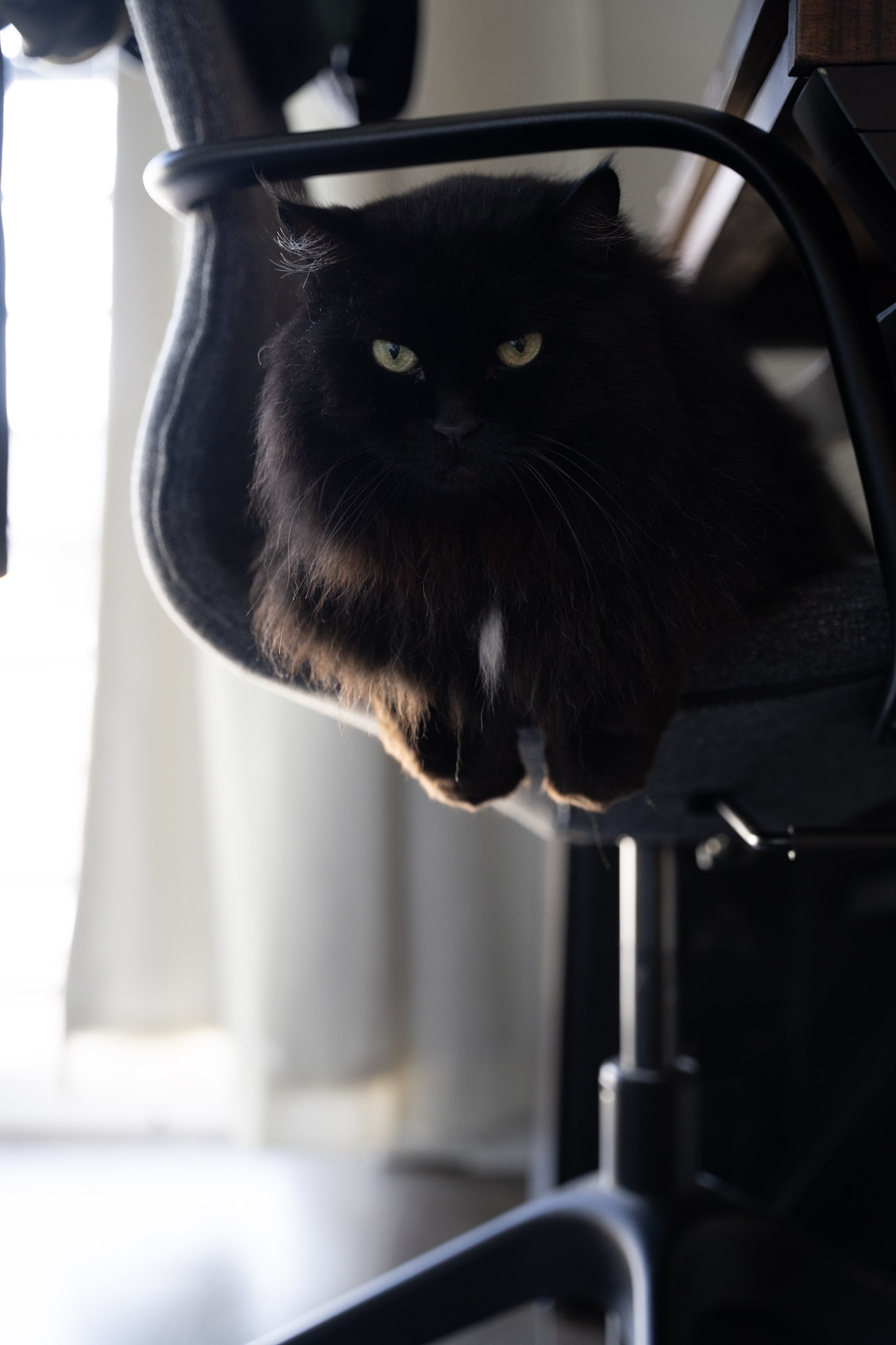 KitKat - foto 73