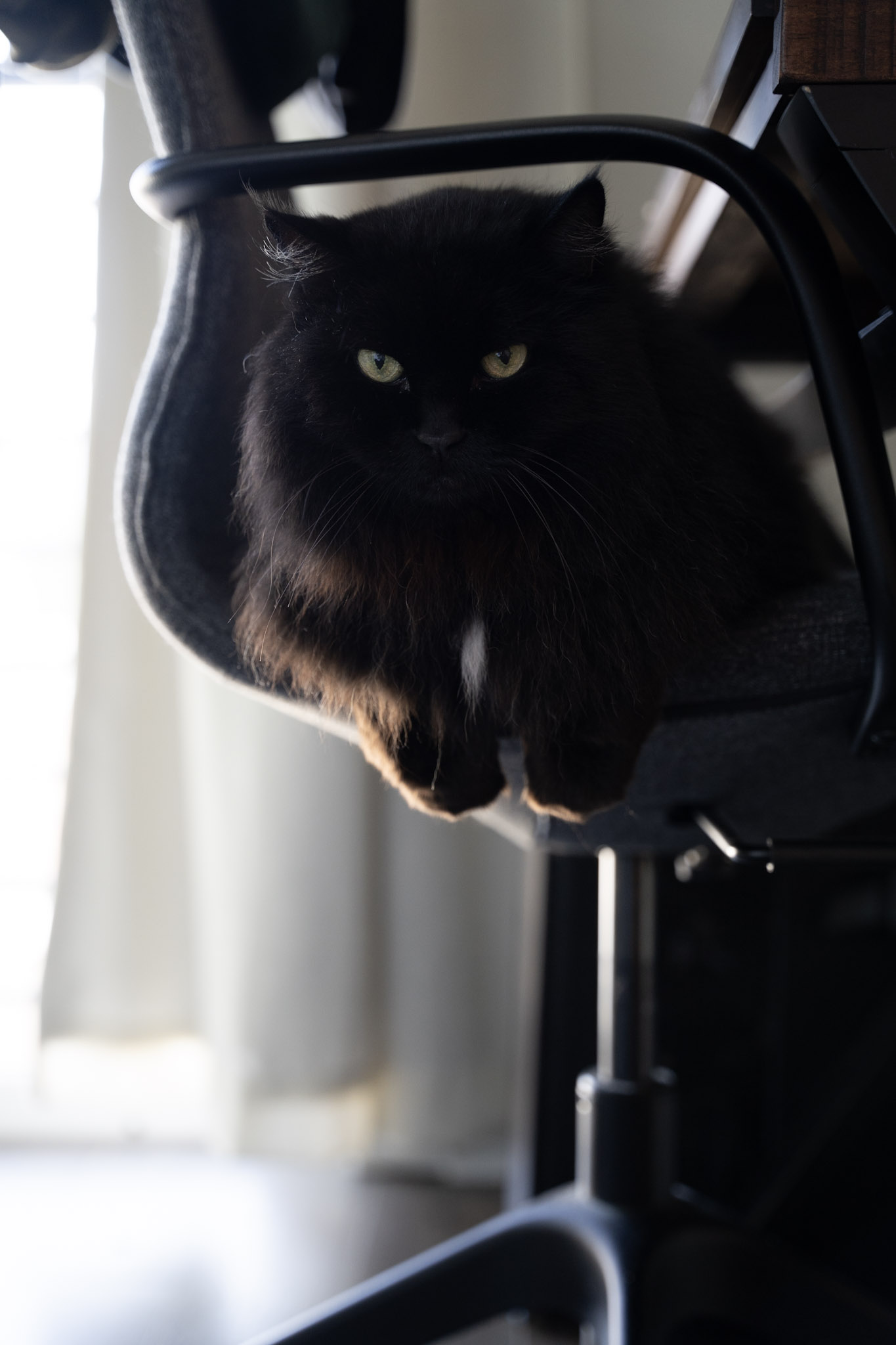 KitKat - foto 74