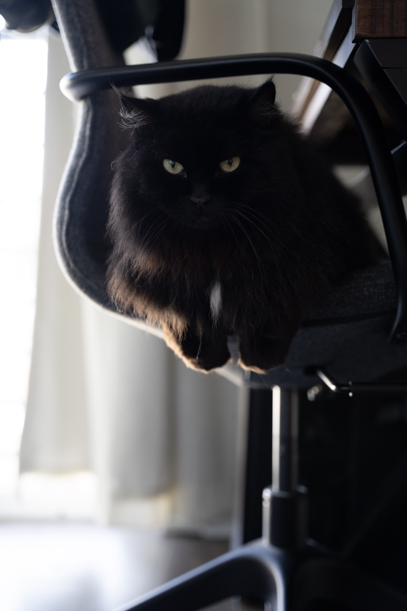 KitKat - foto 75